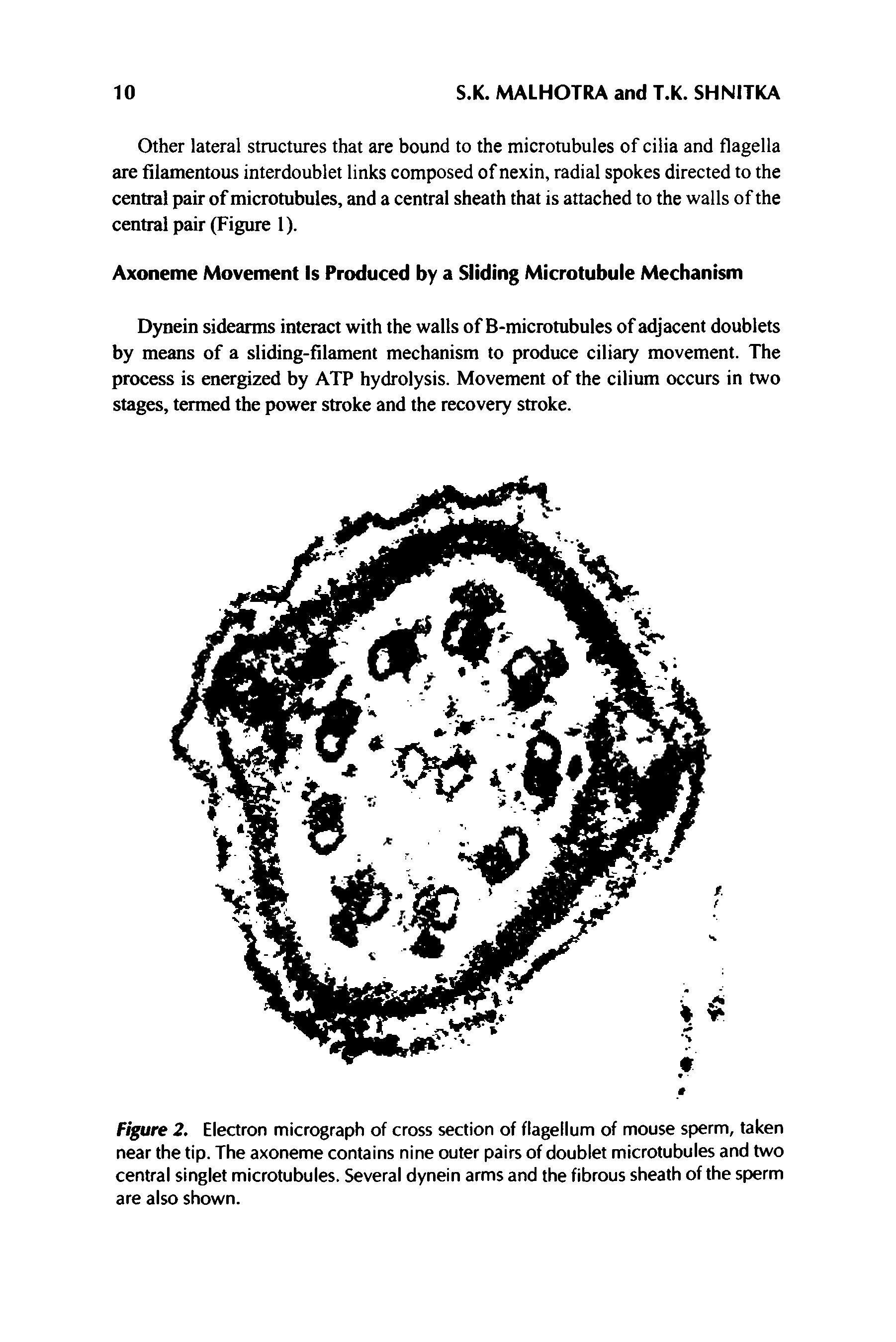 Figure 2. Electron micrograph of cross section of flagellum of mouse sperm, taken near the tip. The axoneme contains nine outer pairs of doublet microtubules and two central singlet microtubules. Several dynein arms and the fibrous sheath of the sperm are also shown.