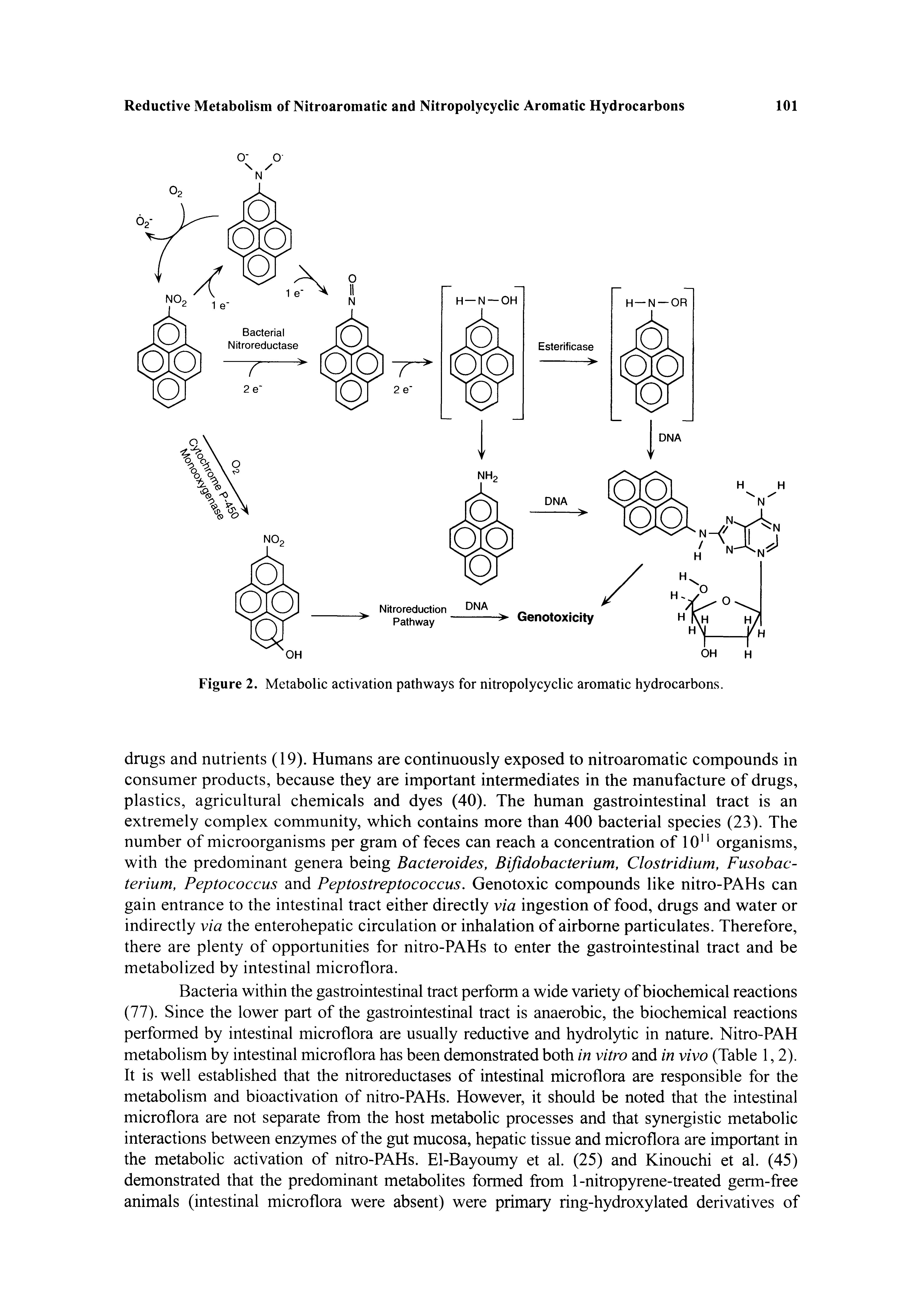 Figure 2. Metabolic activation pathways for nitropolycyclic aromatic hydrocarbons.
