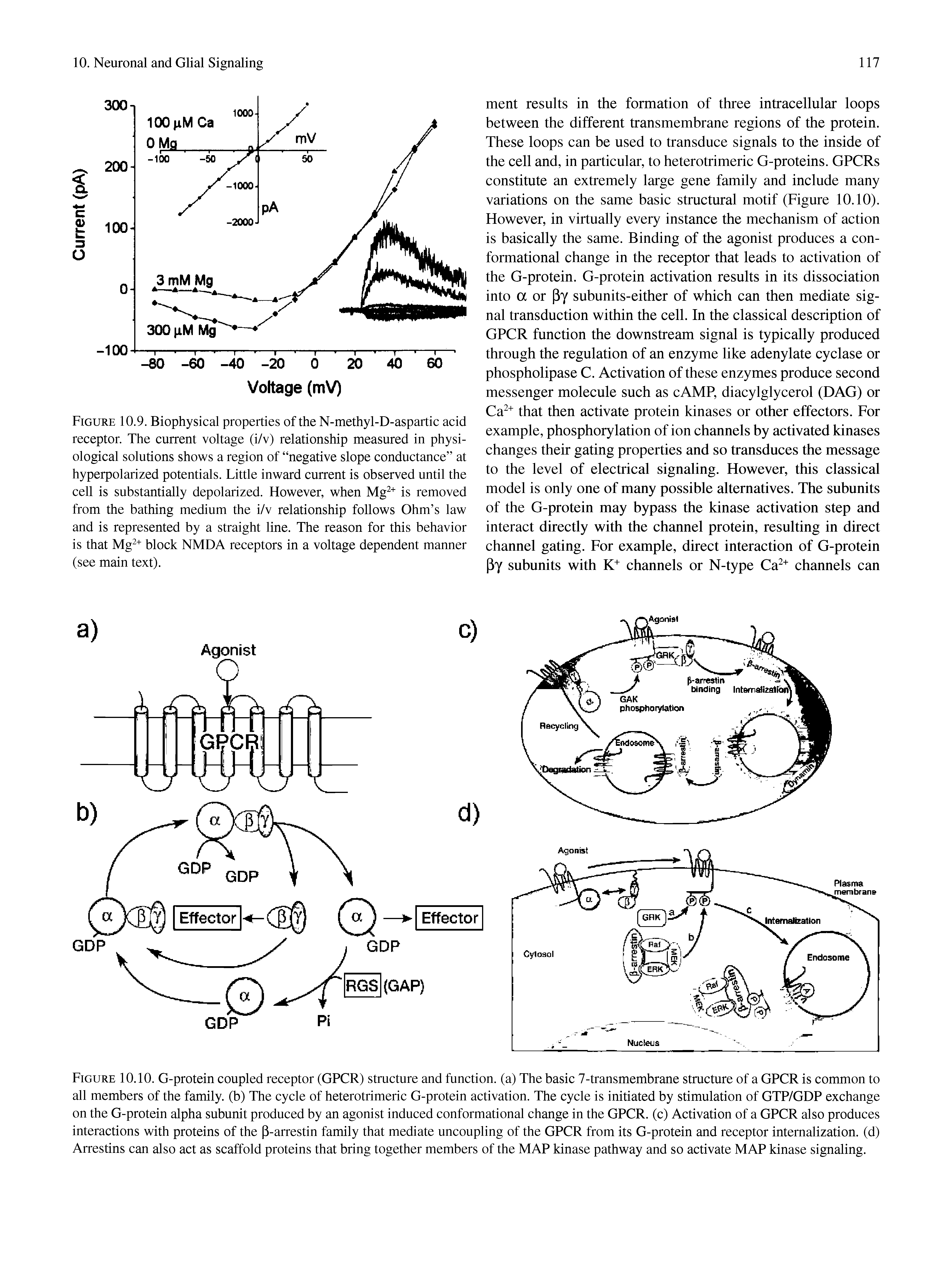 Figure 10.9. Biophysical properties of the N-methyl-D-aspartic acid receptor. The current voltage (i/v) relationship measured in physiological solutions shows a region of negative slope conductance at hyperpolarized potentials. Little inward current is observed until the cell is substantially depolarized. However, when Mg + is removed from the bathing medium the i/v relationship follows Ohm s law and is represented by a straight line. The reason for this behavior is that Mg + block NMDA receptors in a voltage dependent manner (see main text).