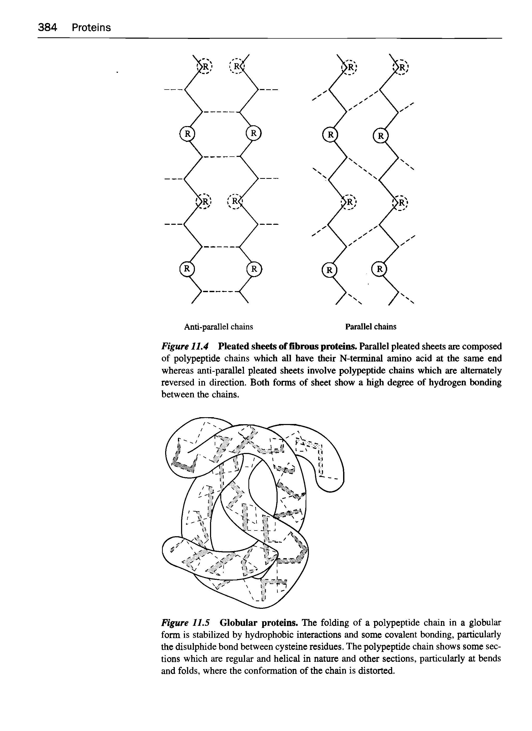Figure 11.5 Globular proteins. The folding of a polypeptide chain in a globular form is stabilized by hydrophobic interactions and some covalent bonding, particularly the disulphide bond between cysteine residues. The polypeptide chain shows some sections which are regular and helical in nature and other sections, particularly at bends and folds, where the conformation of the chain is distorted.