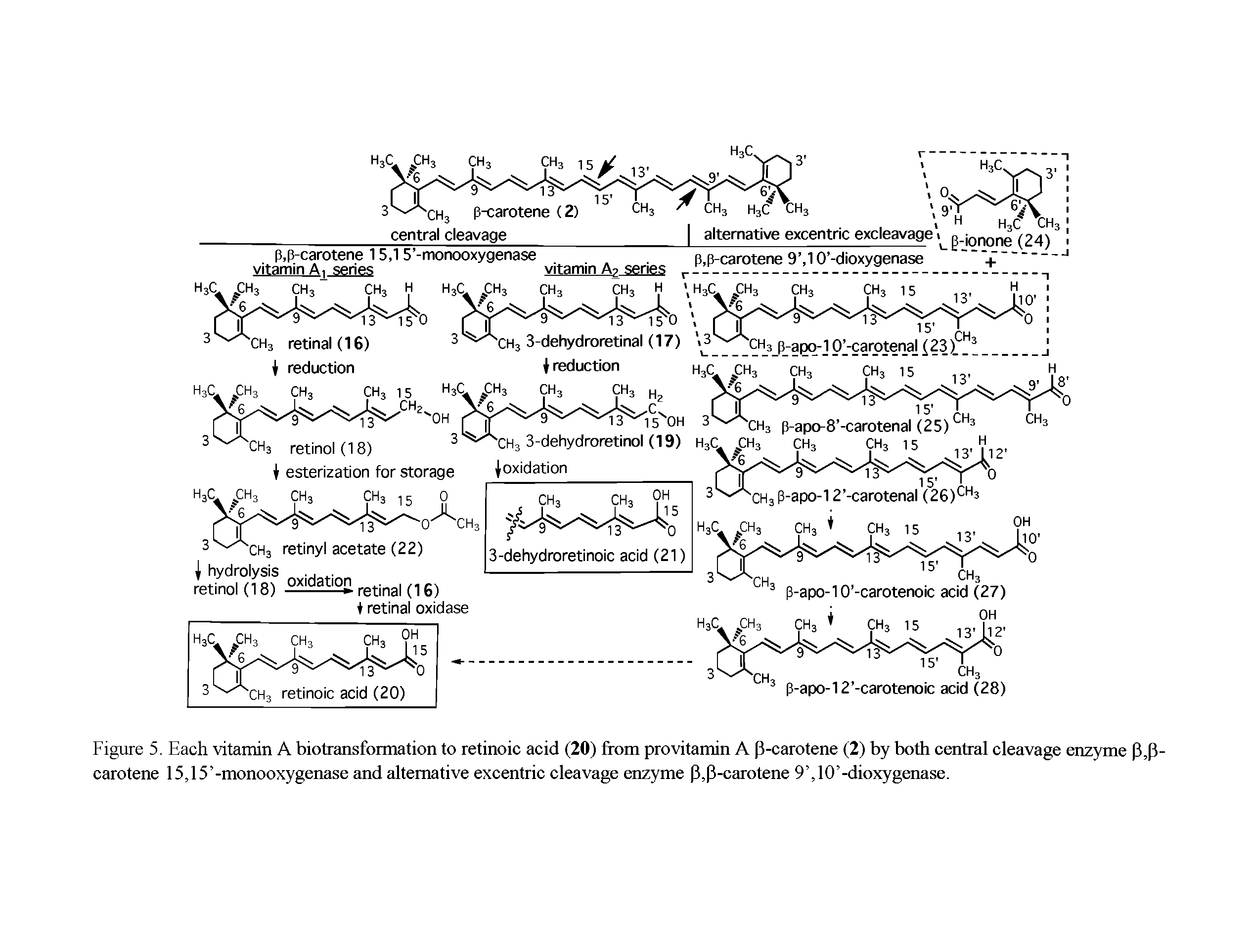 Figure 5. Each vitamin A biotransformation to retinoic acid (20) from provitamin A P-carotene (2) by both central cleavage enzyme P,P-carotene 15,15 -monooxygenase and alternative excentric cleavage enzyme P,P-carotene 9 ,10 -dioxygenase.