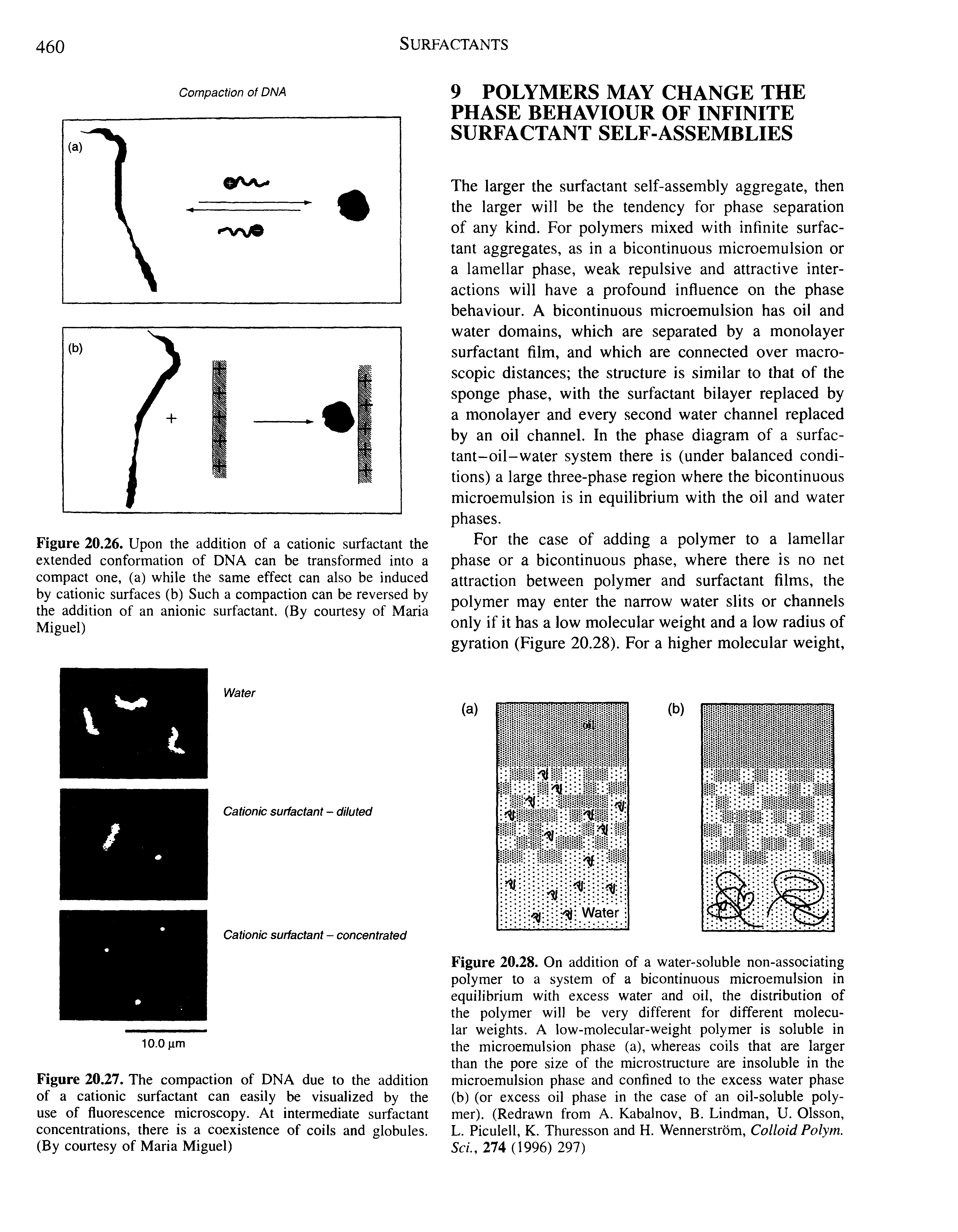 Figure 20.28. On addition of a water-soluble non-associating polymer to a system of a bicontinuous microemulsion in equilibrium with excess water and oil, the distribution of the polymer will be very different for different molecular weights. A low-molecular-weight polymer is soluble in the microemulsion phase (a), whereas coils that are larger than the pore size of the microstructure are insoluble in the microemulsion phase and confined to the excess water phase (b) (or excess oil phase in the case of an oil-soluble polymer). (Redrawn from A. Kabalnov, B. Lindman, U. Olsson, L. Piculell, K. Thuresson and H. Wennerstrom, Colloid Polym. ScL, 274 (1996) 297)...
