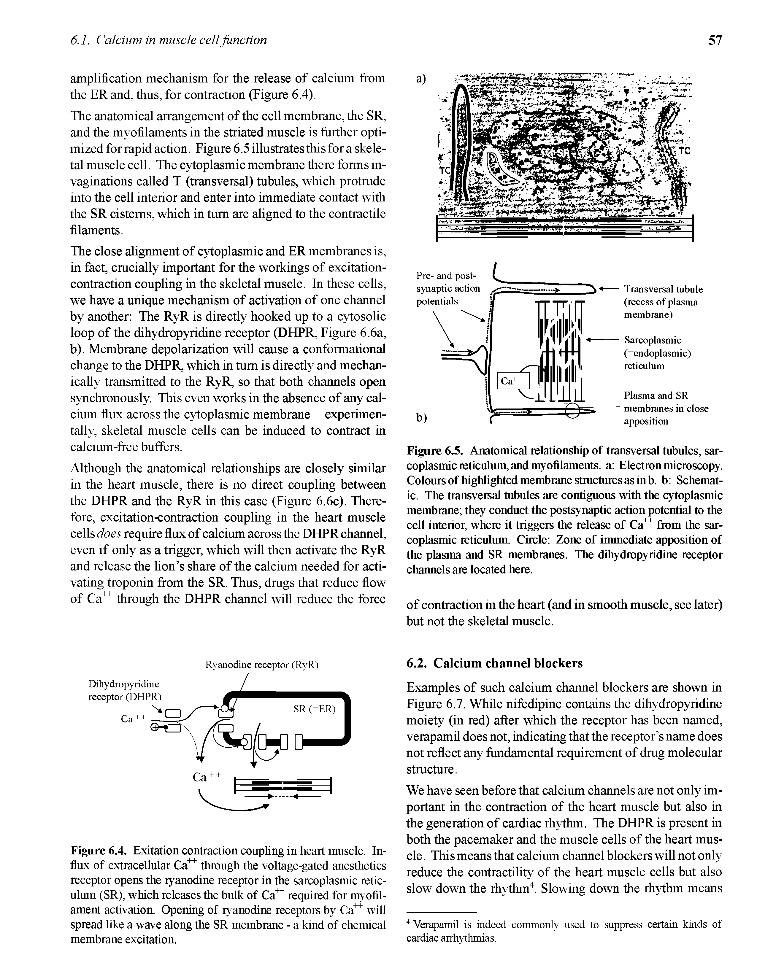 Figure 6.5. Anatomical relationship of transversal tubules, sarcoplasmic reticulum, and myofilaments, a Electron microscopy. Colours of highlighted membrane stmctures as in b. b Schematic. The transversal tubules are contiguous with the cytoplasmic membrane they conduct the postsynaptic action potential to the cell interior, where it triggers the release of Ca from the sarcoplasmic reticulum. Circle Zone of immediate apposition of the plasma and SR membranes. The dihydropyridine receptor channels are located here.