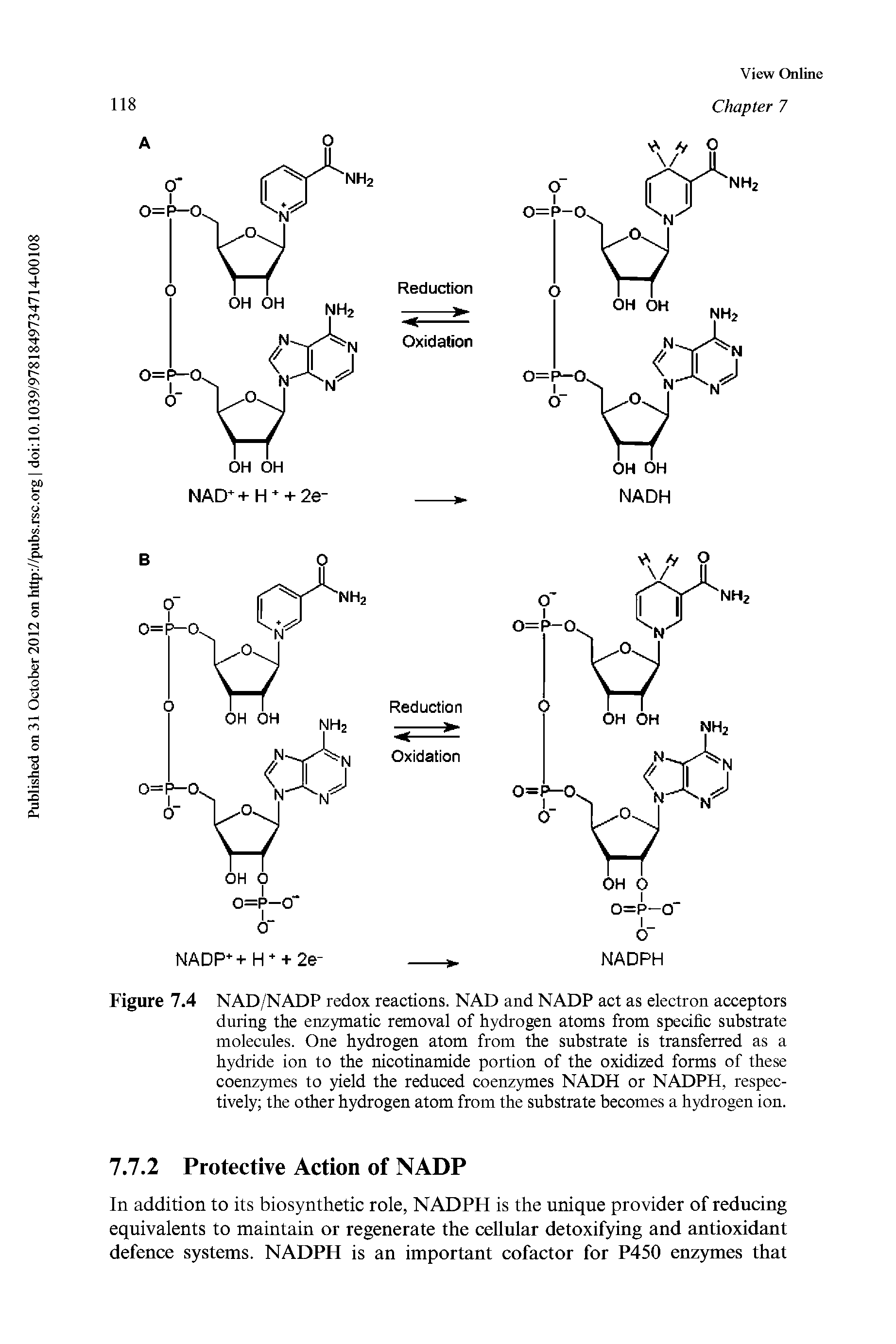 Figure 7.4 NAD/NADP redox reactions. NAD and NADP act as electron acceptors during the enzymatic removal of hydrogen atoms from specific substrate molecules. One hydrogen atom from the substrate is transferred as a hydride ion to the nicotinamide portion of the oxidized forms of these coenzymes to yield the reduced coenzymes NADH or NADPH, respectively the other hydrogen atom from the substrate becomes a hydrogen ion.