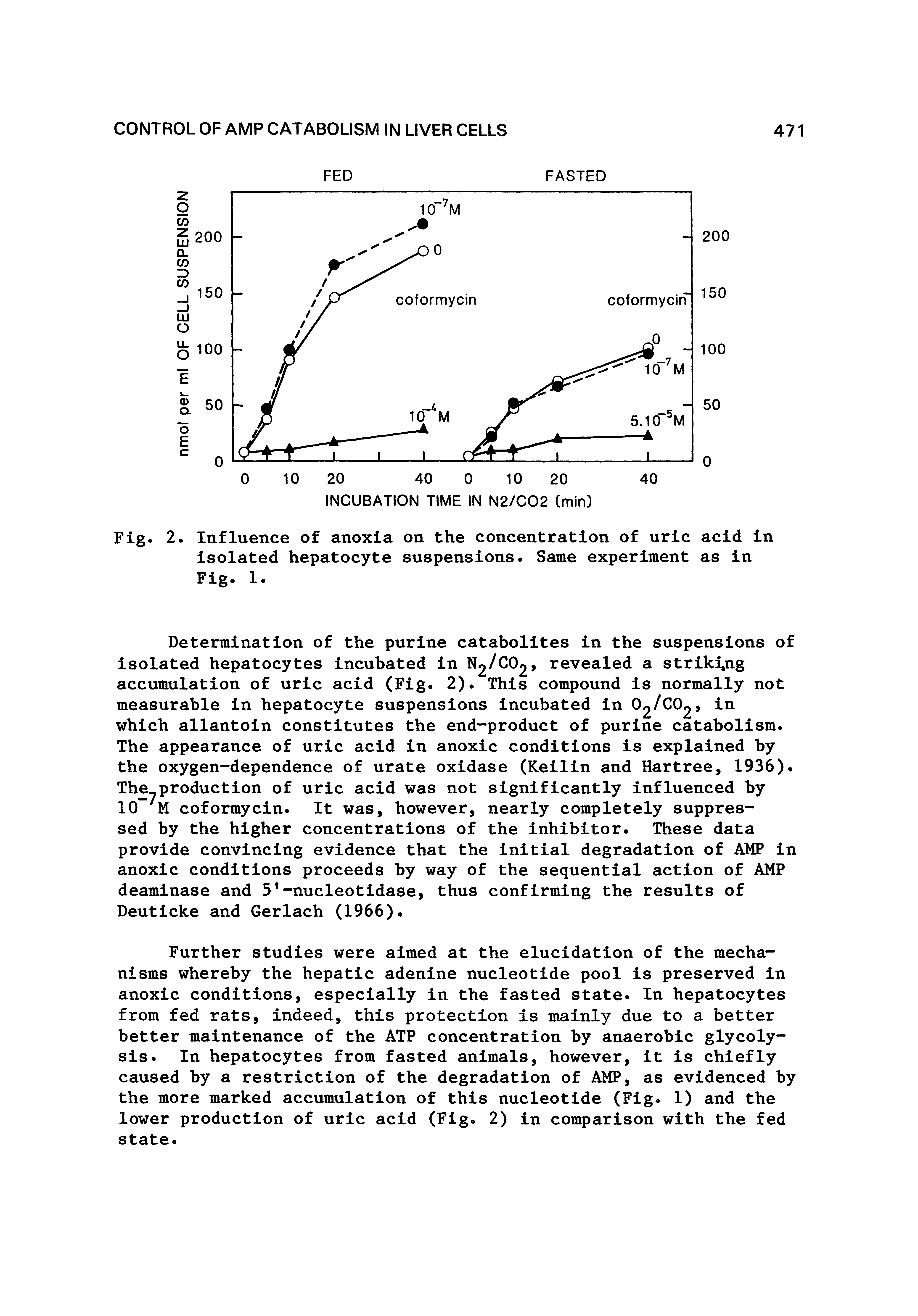 Fig. 2. Influence of anoxia on the concentration of uric acid in isolated hepatocyte suspensions. Same experiment as in Fig. 1.