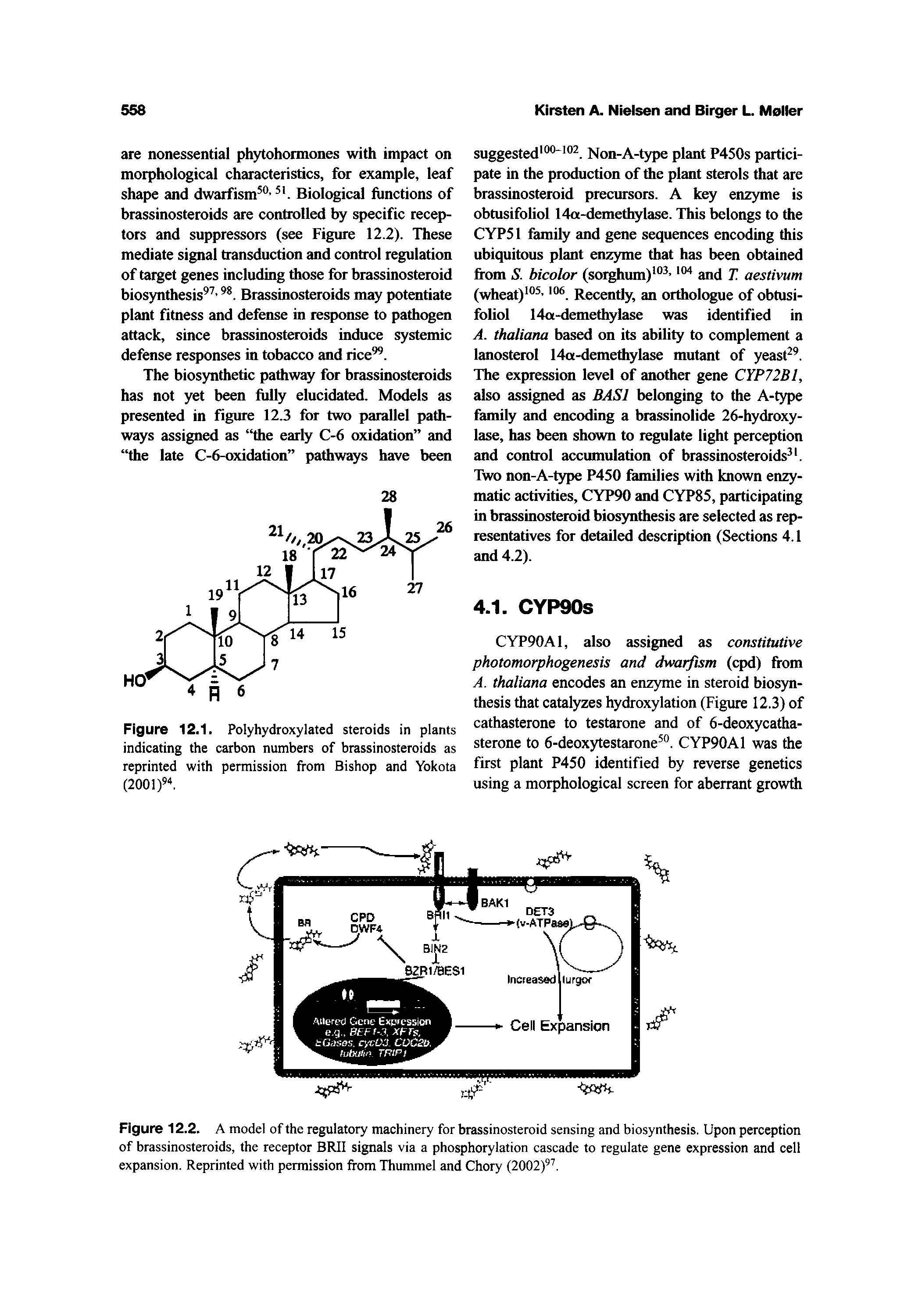Figure 12.2. A model of the regulatory machinery for brassinosteroid sensing and biosynthesis. Upon perception of brassinosteroids, the receptor BRII signals via a phosphorylation cascade to regulate gene expression and cell expansion. Reprinted with permission from Thummel and Chory (2002) .