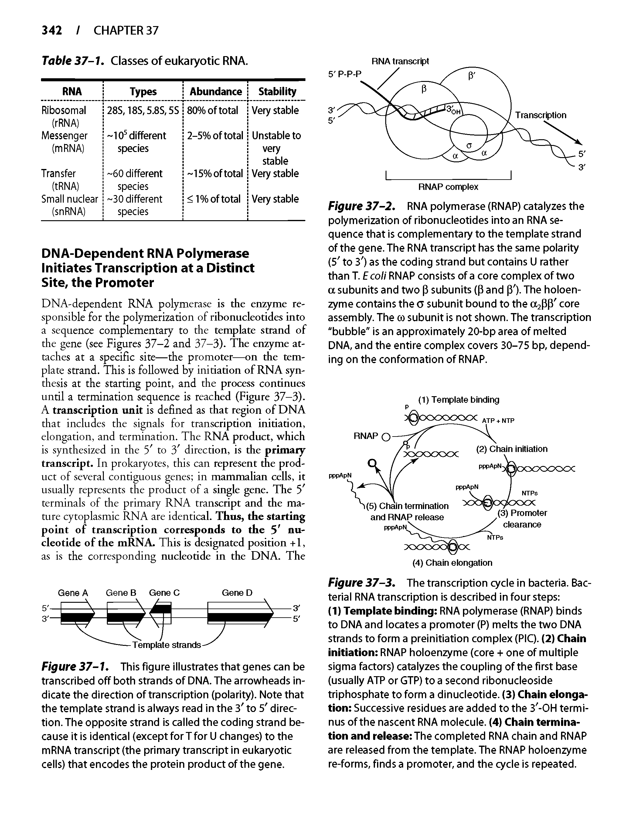 Figure 37-2. RNA polymerase (RNAP) catalyzes the polymerization of ribonucleotides into an RNA sequence that is complementary to the template strand of the gene. The RNA transcript has the same polarity (5 to 3 ) as the coding strand but contains L) rather than T. E coli RNAP consists of a core complex of two a subunits and two p subunits (P and p ). The holoen-zyme contains the 0 subunit bound to the ajPP core assembly. The co subunit is not shown. The transcription "bubble" is an approximately 20-bp area of melted DNA, and the entire complex covers 30-75 bp, depending on the conformation of RNAP.