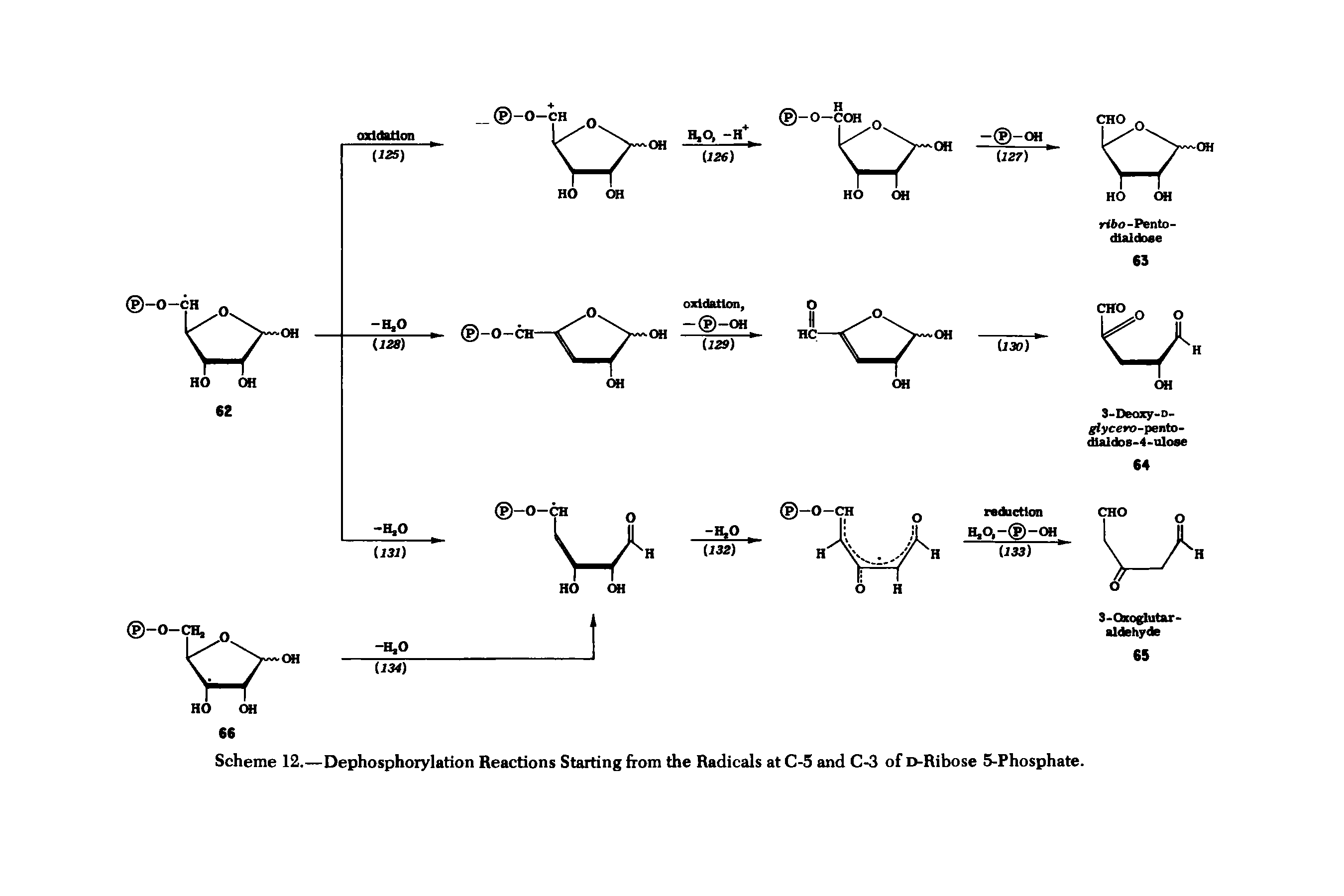 Scheme 12.—Dephosphorylation Reactions Starting from the Radicals at C-5 and C-3 of D-Ribose 5-Phosphate.