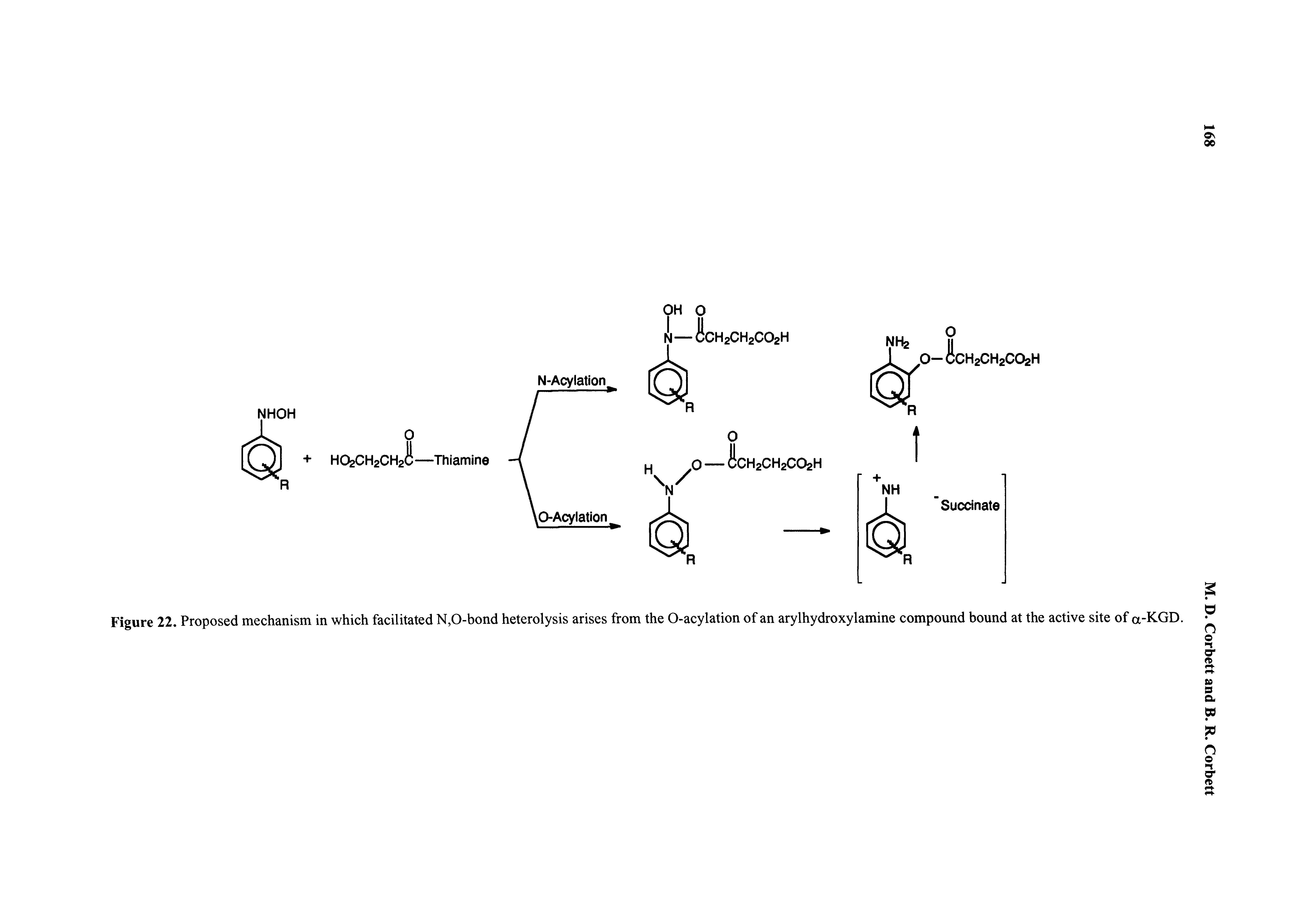 Figure 22. Proposed mechanism in which facilitated N,0-bond heterolysis arises from the O-acylation of an arylhydroxylamine compound bound at the active site of a-KGD.