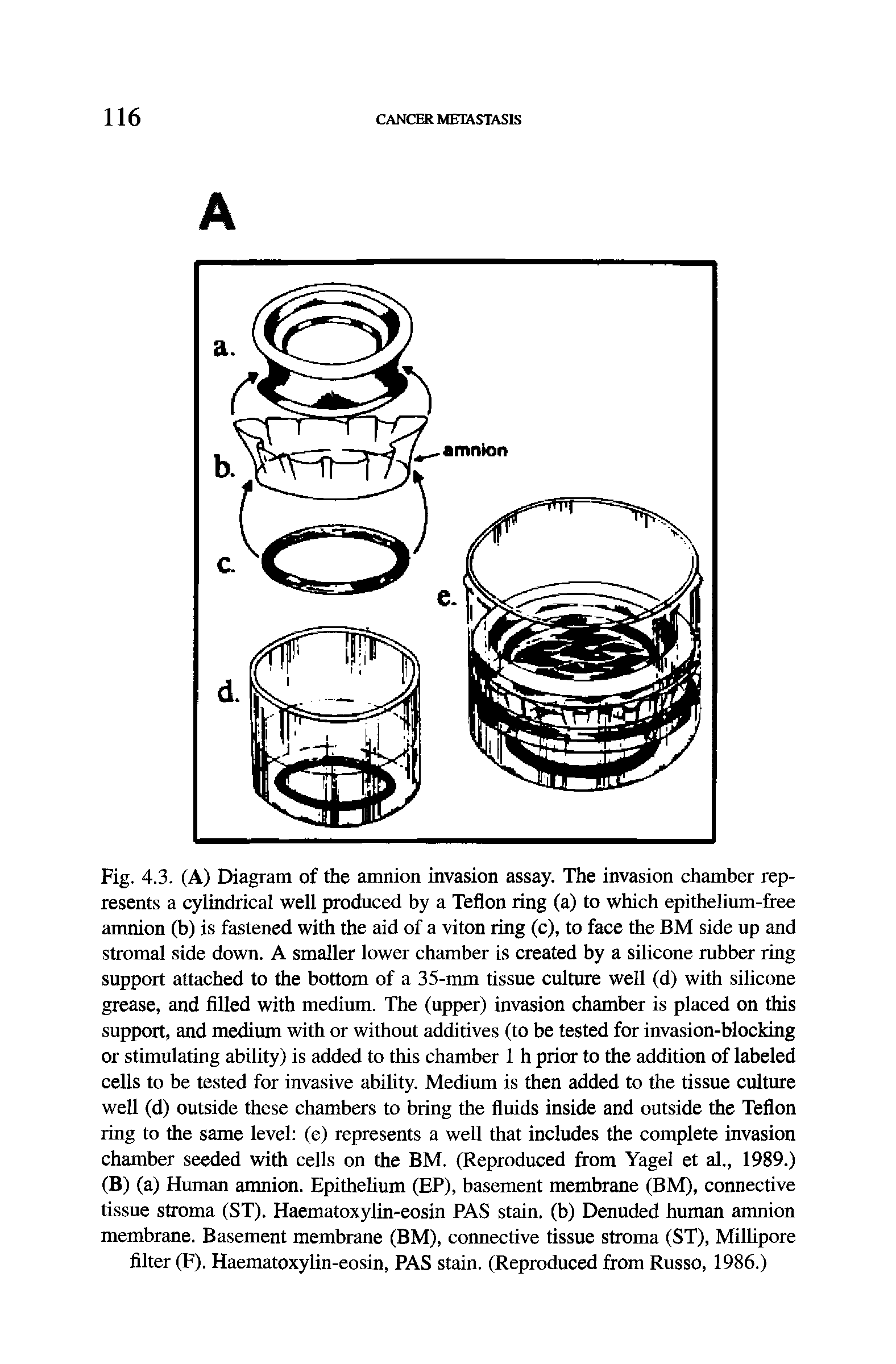 Fig. 4.3. (A) Diagram of the amnion invasion assay. The invasion chamber represents a cylindrical well produced by a Teflon ring (a) to which epithelium-free amnion (b) is fastened with the aid of a viton ring (c), to face the BM side up and stromal side down. A smaller lower chamber is created by a silicone rubber ring support attached to the bottom of a 35-mm tissue culture well (d) with silicone grease, and filled with medium. The (upper) invasion chamber is placed on this support, and medium with or without additives (to be tested for invasion-blocking or stimulating ability) is added to this chamber 1 h prior to the addition of labeled cells to be tested for invasive ability. Medium is then added to the tissue culture well (d) outside these chambers to bring the fiuids inside and outside the Teflon ring to the same level (e) represents a well that includes the complete invasion chamber seeded with cells on the BM. (Reproduced from Yagel et al., 1989.) (B) (a) Human amnion. Epithelium (EP), basement membrane (BM), connective tissue stroma (ST). Haematoxylin-eosin PAS stain, (b) Denuded human amnion membrane. Basement membrane (BM), connective tissue stroma (ST), Milfipore filter (F). Haematoxylin-eosin, PAS stain. (Reproduced from Russo, 1986.)...