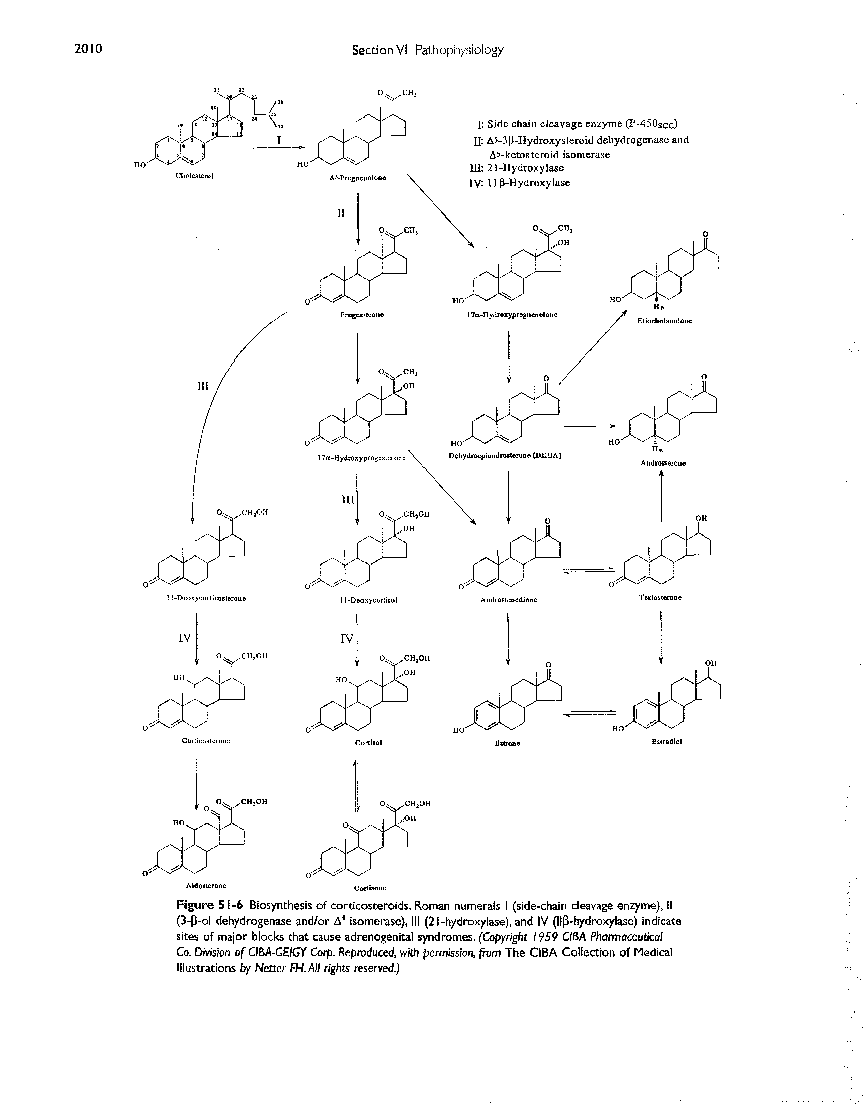 Figure 51-6 Biosynthesis of corticosteroids. Roman numerals I (side-chain cleavage enzyme), II (3-p-ol dehydrogenase and/or A" isomerase), III (21-hydroxylase), and IV (lip-hydroxyiase) indicate sites of major blocks that cause adrenogenital syndromes. (Copyright 1959 CIBA Pharmaceutical Co. Division of CIBA-GEIGY Corp. Reproduced, with permission, from The CiBA Collection of Medical Illustrations by Netter FH.AII rights reserved.)...