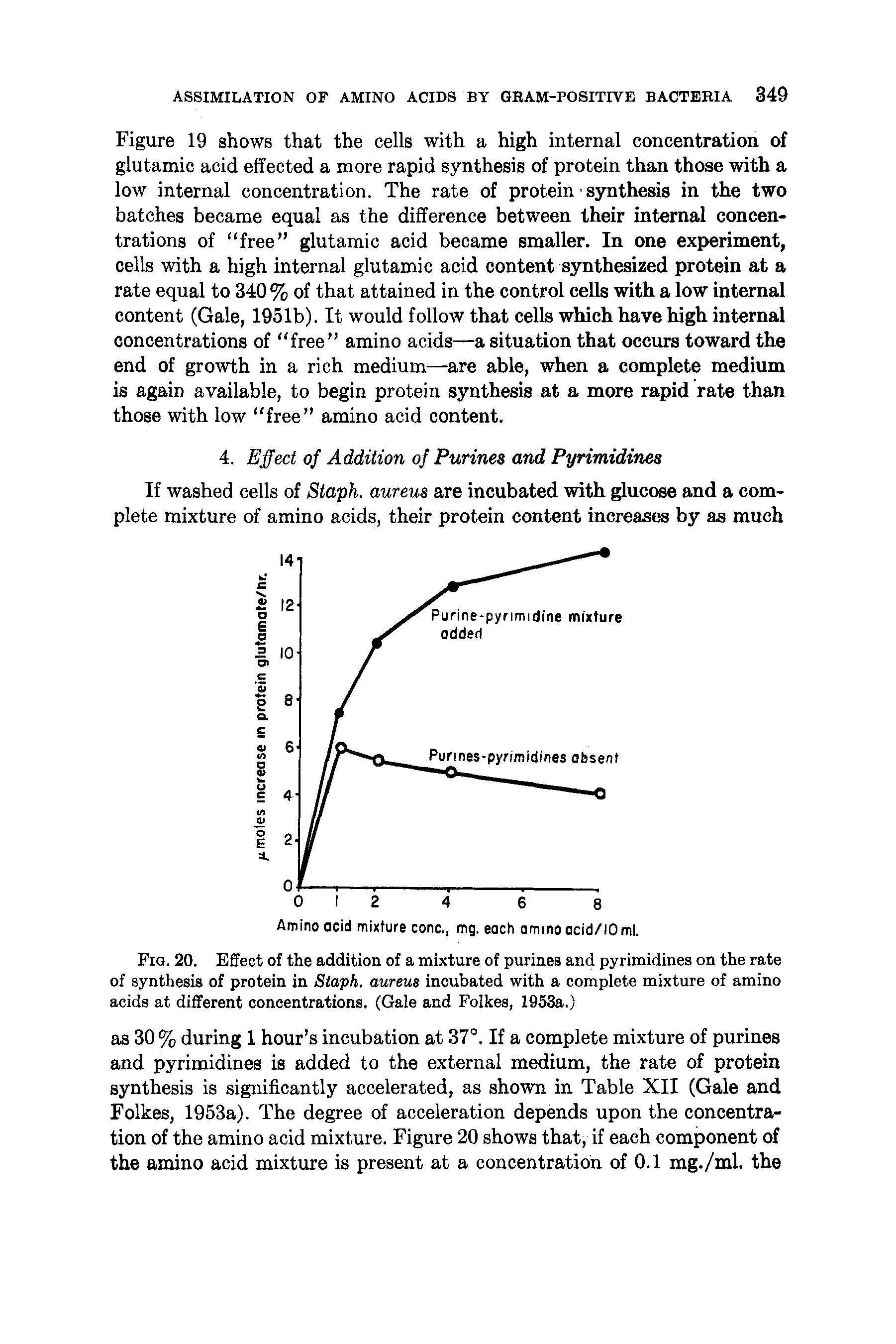 Fig. 20. Effect of the addition of a mixture of purines and pyrimidines on the rate of synthesis of protein in Staph, aureus incubated with a complete mixture of amino acids at different concentrations. (Gale and Folkes, 1953a.)...