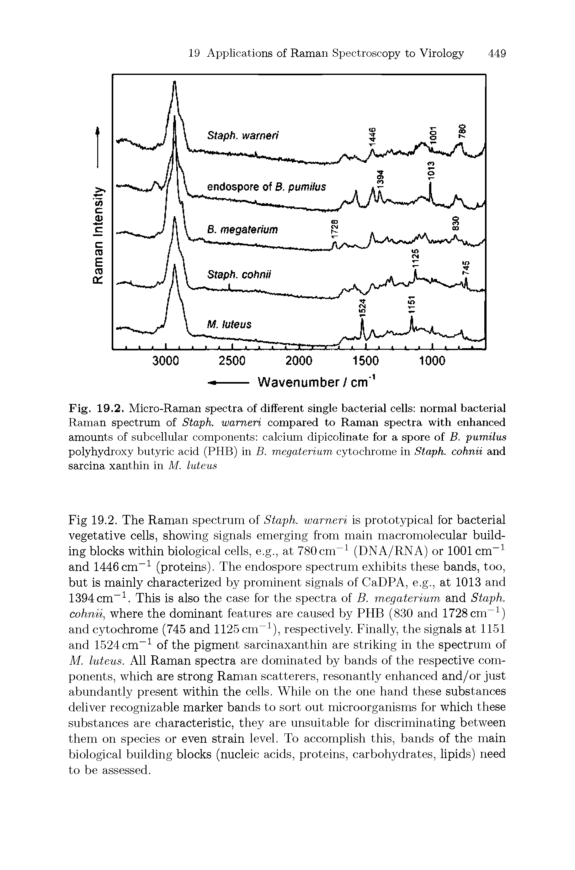 Fig. 19.2. Micro-Raman spectra of different single bacterial cells normal bacterial Raman spectrum of Staph, wameri compared to Raman spectra with enhanced amounts of subcellular components calcium dipicolinate for a spore of B. pumilus polyhydroxy butyric acid (PHB) in B. megaterium cytochrome in Staph, cohnii and sarcina xanthin in M. luteus...