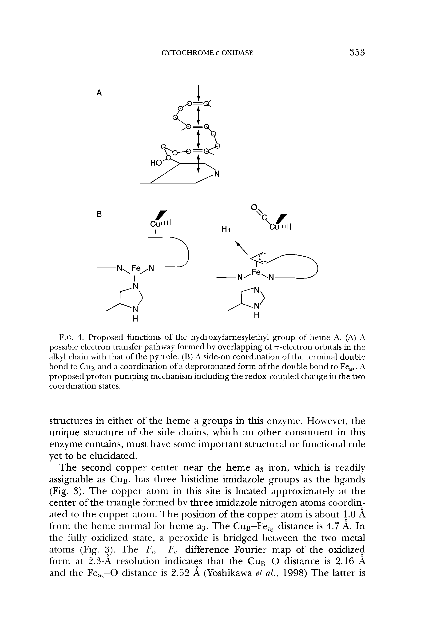 Fig. 4. Proposed functions of the hydroxyfarnesylethyl group of heme A. (A) A possible electron transfer pathway formed by overlapping of rr-electron orbitals in the alkyl chain with that of the pyrrole. (B) A side-on coordination of the terminal double bond to Cub and a coordination of a deprotonated form of the double bond to Fe j. A proposed proton-pumping mechanism including the redox-coupled change in the two coordination states.