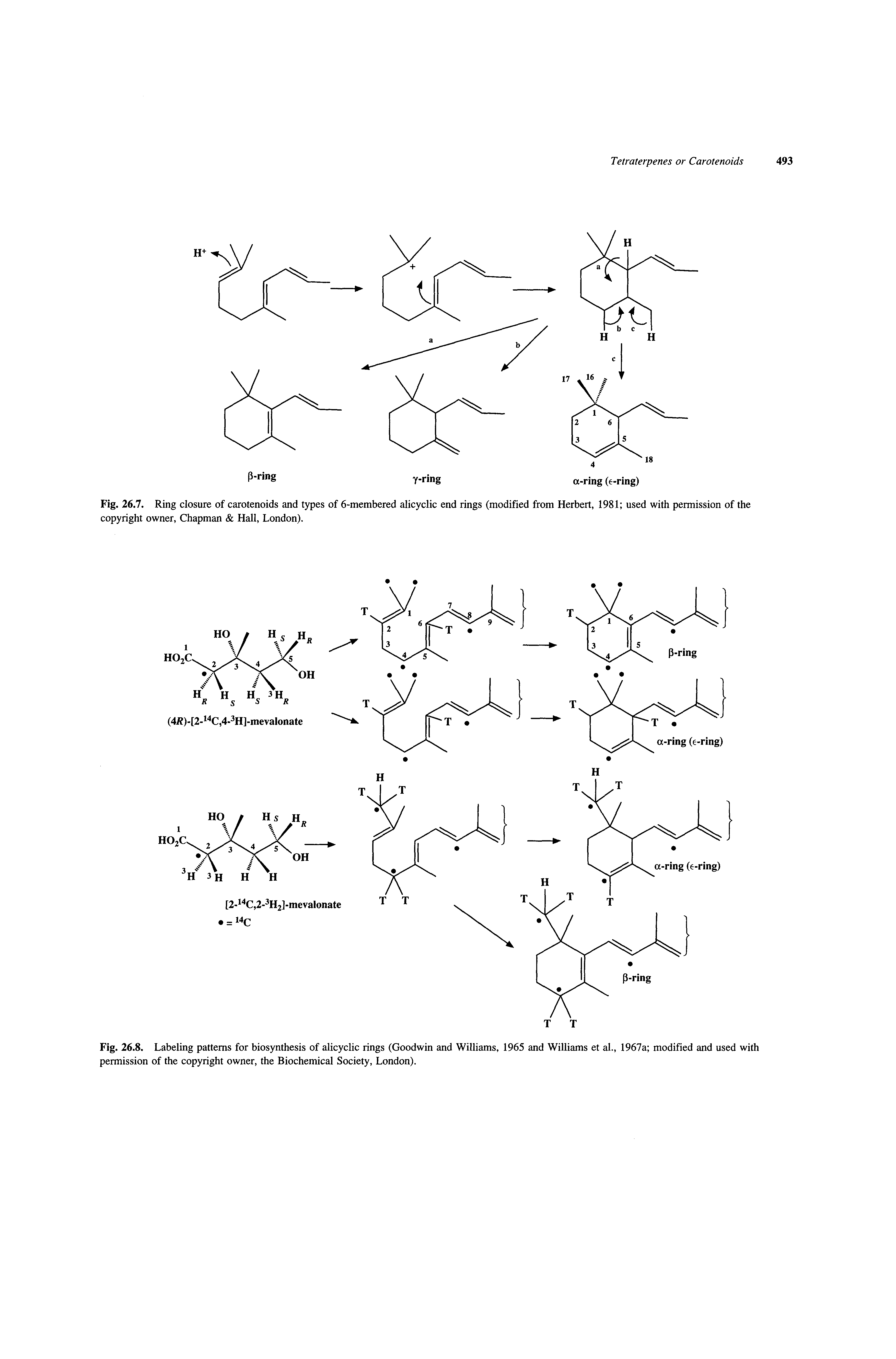 Fig. 26.8. Labeling patterns for biosynthesis of alicyclic rings (Goodwin and Williams, 1965 and Williams et al., 1967a modified and used with permission of the copyright owner, the Biochemical Society, London).