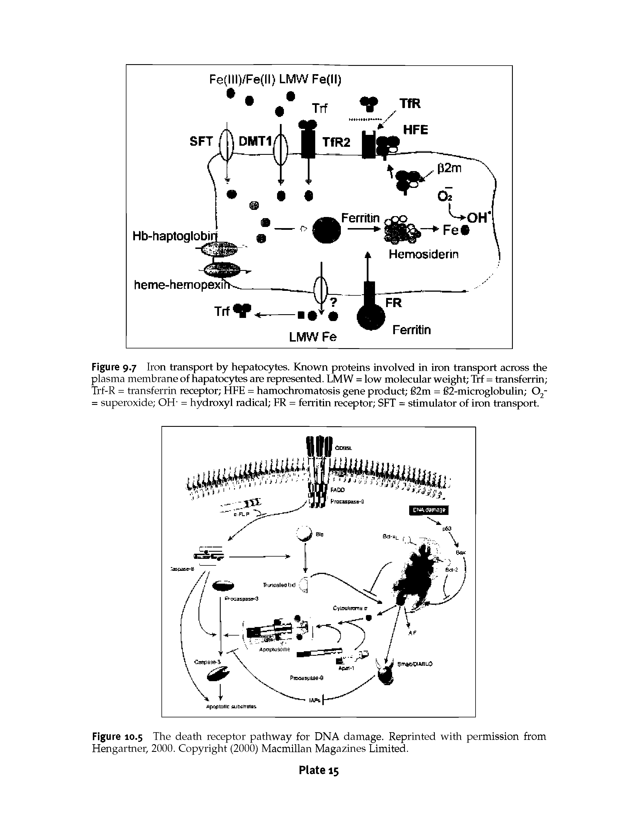 Figure 9.7 Iron transport by hepatocytes. Known proteins involved in iron transport across the plasma membrane of hapatocytes are represented. LMW = low molecular weight Trf = transferrin Trf-R = transferrin receptor HFE = hamochromatosis gene product 132m = 62-microglobulin 02-= superoxide OH- = hydroxyl radical FR = ferritin receptor SFT = stimulator of iron transport.