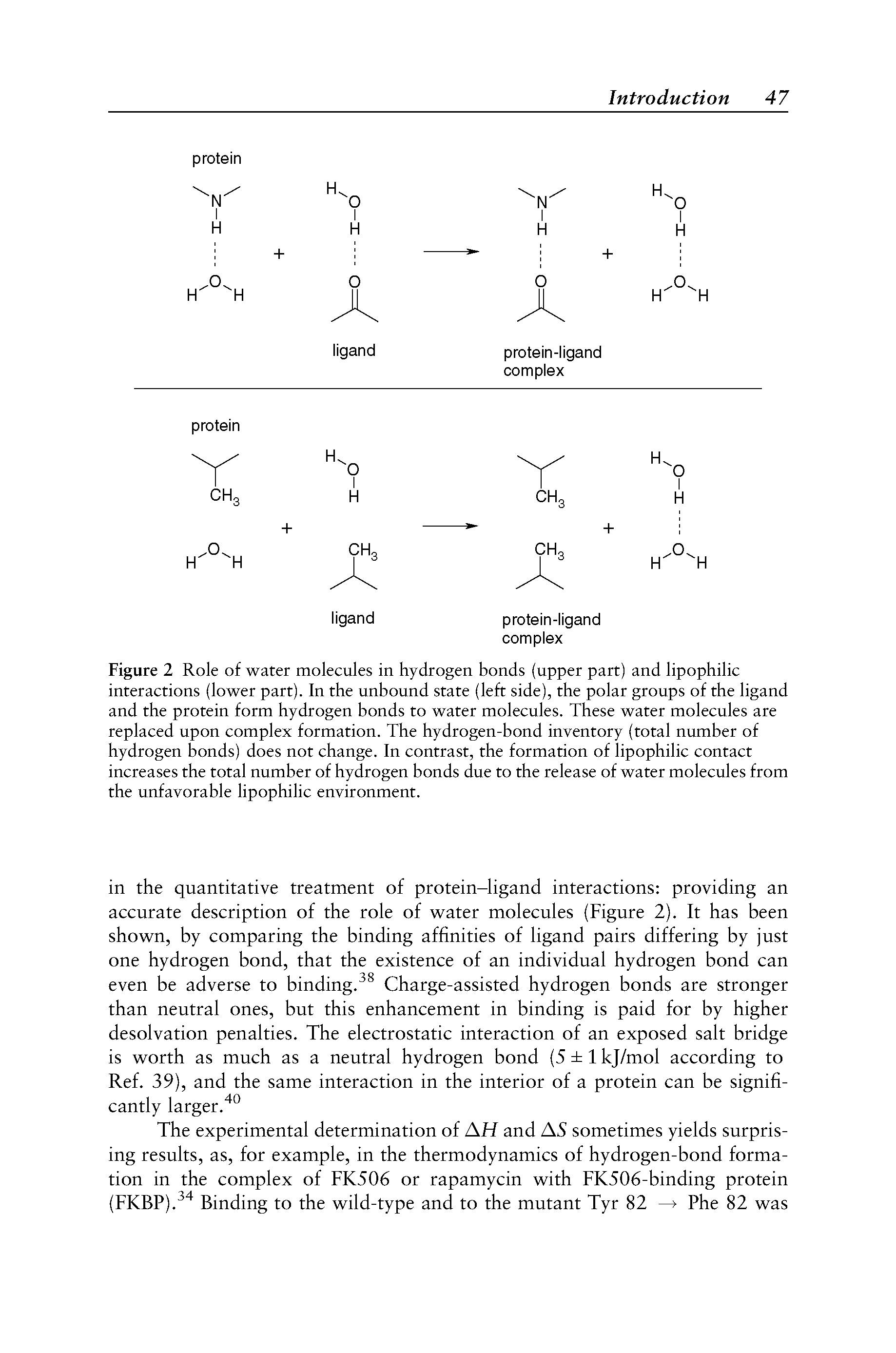 Figure 2 Role of water molecules in hydrogen bonds (upper part) and lipophilic interactions (lower part). In the unbound state (left side), the polar groups of the ligand and the protein form hydrogen bonds to water molecules. These water molecules are replaced upon complex formation. The hydrogen-bond inventory (total number of hydrogen bonds) does not change. In contrast, the formation of lipophilic contact increases the total number of hydrogen bonds due to the release of water molecules from the unfavorable lipophilic environment.