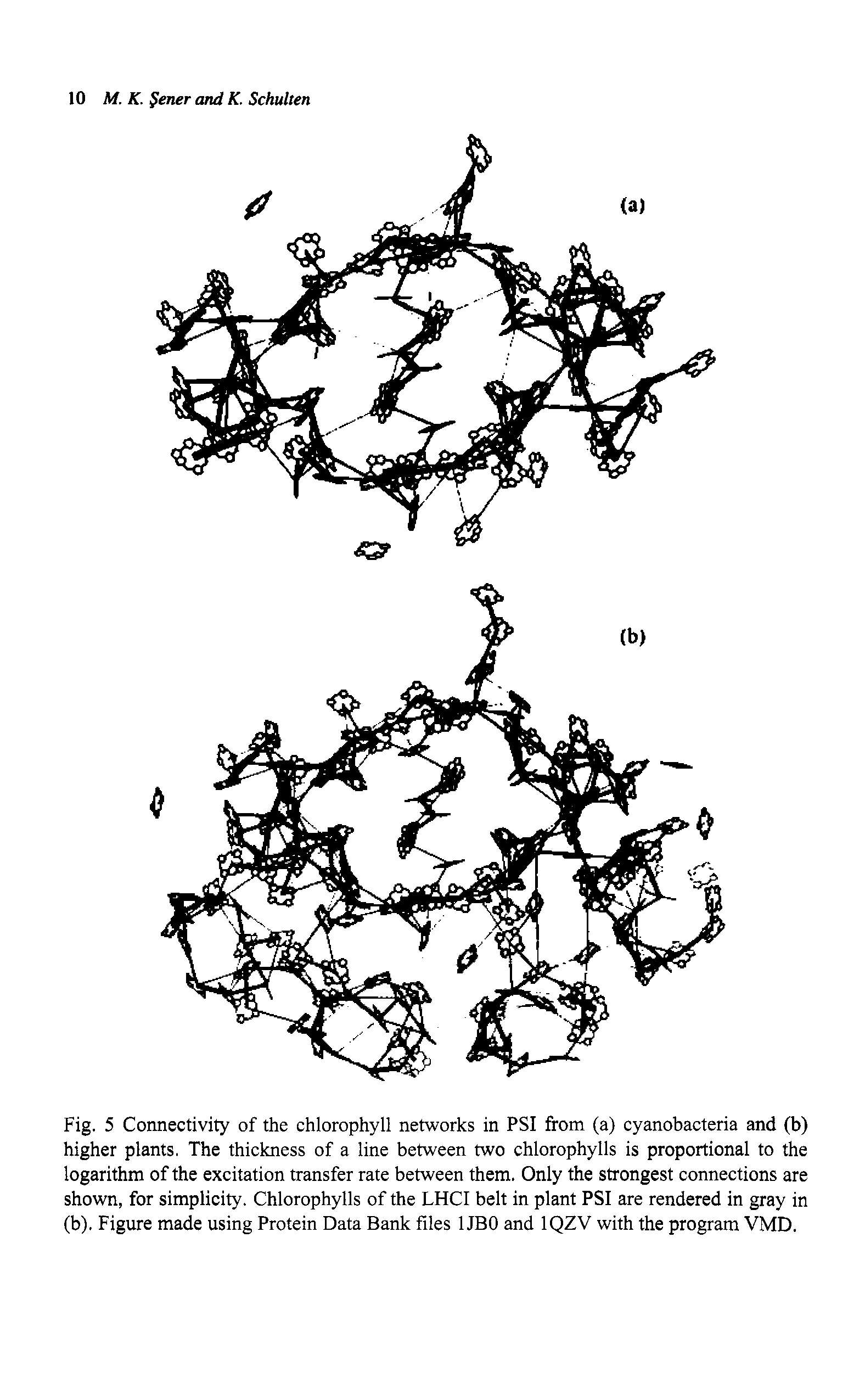 Fig. 5 Connectivity of the chlorophyll networks in PSI from (a) cyanobacteria and (b) higher plants. The thickness of a line between two chlorophylls is proportional to the logarithm of the excitation transfer rate between them. Only the strongest connections are shown, for simplicity. Chlorophylls of the LHCI belt in plant PSI are rendered in gray in (b). Figure made using Protein Data Bank files 1JBO and IQZV with the program VMD.