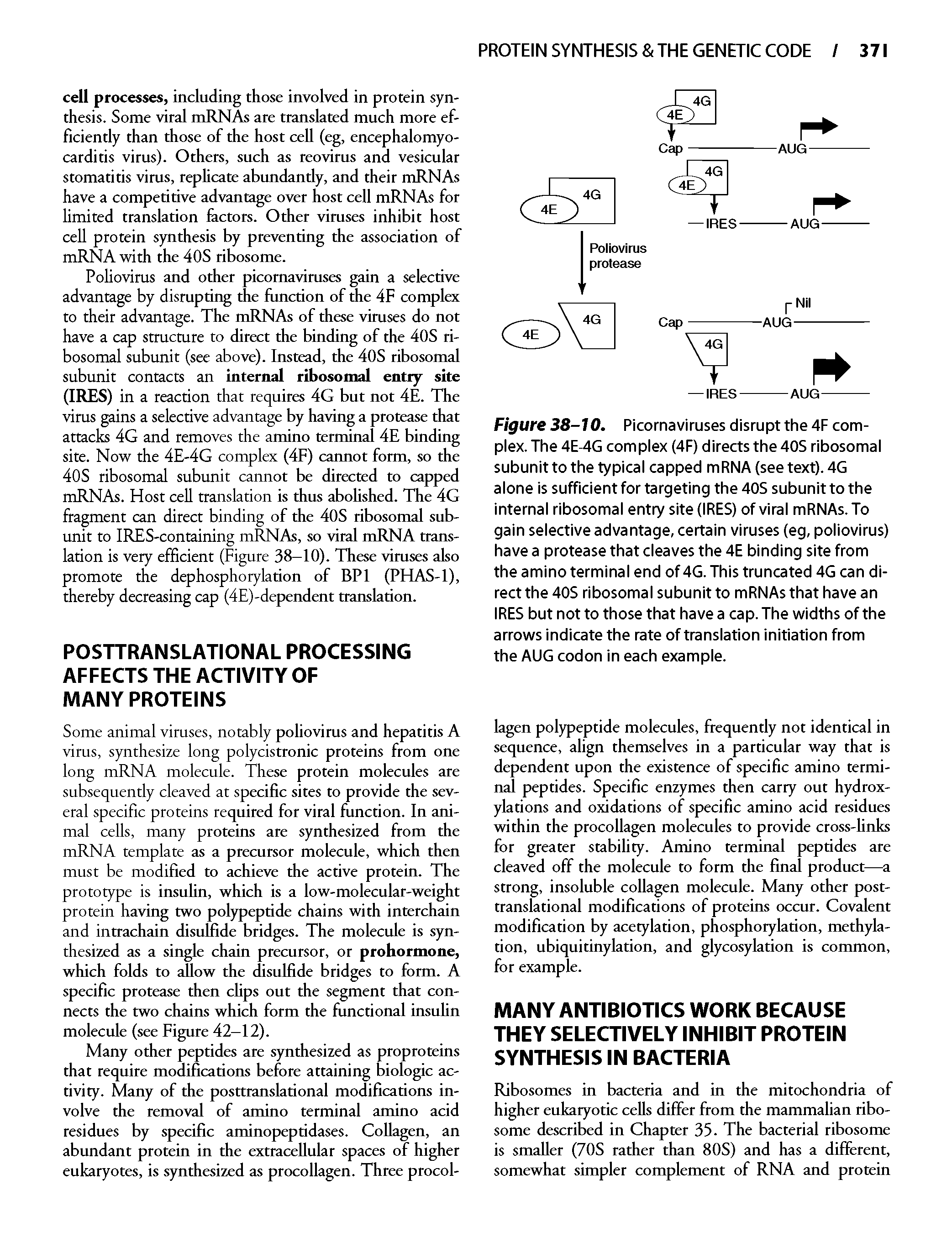 Figure 38-10. Picornavimses disrupt the 4F complex. The 4E-4G complex (4F) directs the 40S ribosomal subunit to the typical capped mRNA (see text). 4G alone is sufficient for targeting the 40S subunit to the internal ribosomal entry site (IRES) of viral mRNAs. To gain selective advantage, certain viruses (eg, poliovirus) have a protease that cleaves the 4E binding site from the amino terminal end of 4G. This truncated 4G can direct the 40S ribosomal subunit to mRNAs that have an IRES but not to those that have a cap. The widths of the arrows indicate the rate of translation initiation from the AUG codon in each example.