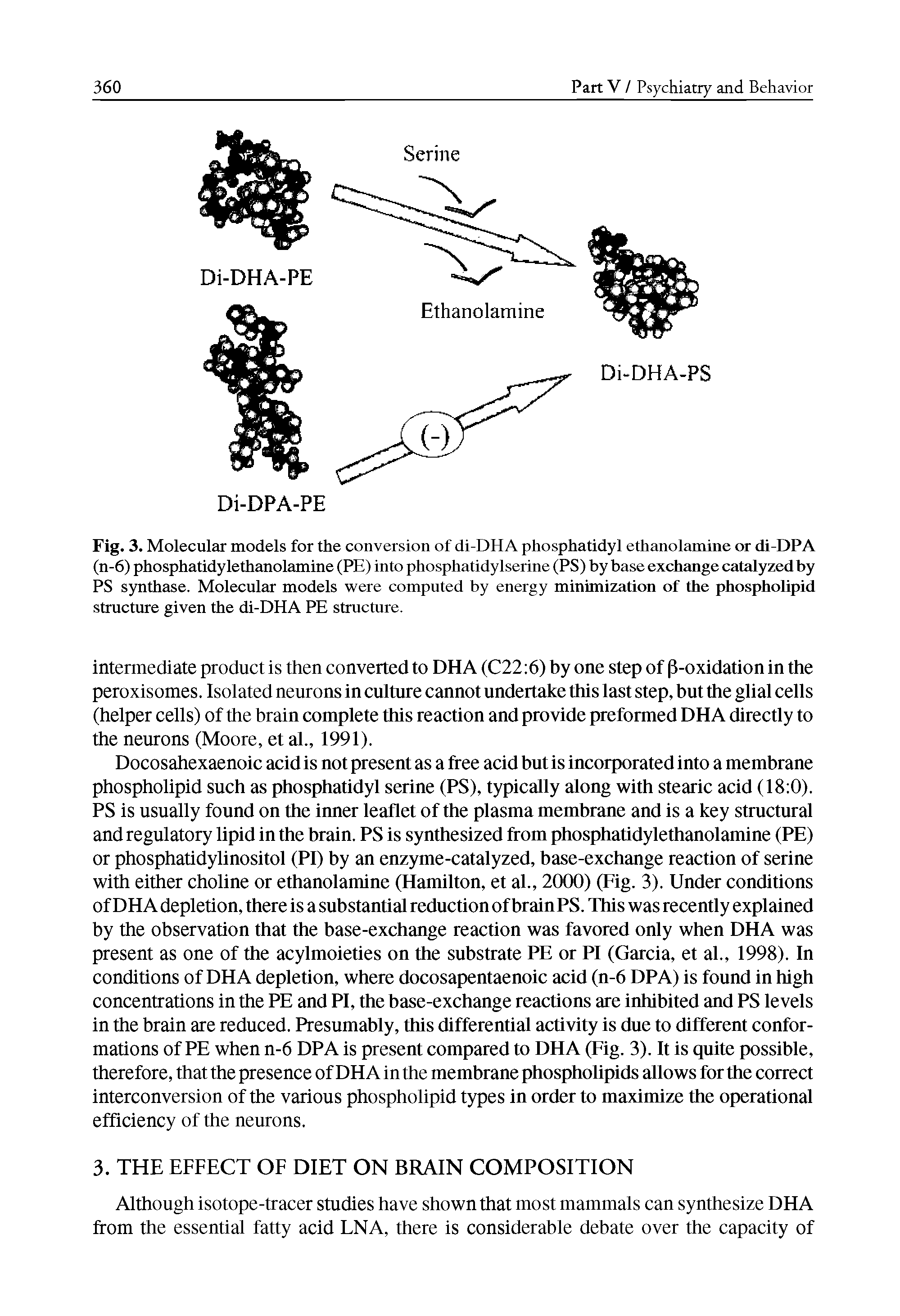 Fig. 3. Molecular models for the conversion of di-DHA phosphatidyl ethanolamine or di-DPA (n-6) phosphatidylethanolamine (PE) into phosphatidylserine (PS) by base exchange catalyzed by PS synthase. Molecular models were computed by energy minimization of the phospholipid structure given the di-DHA PE structure.