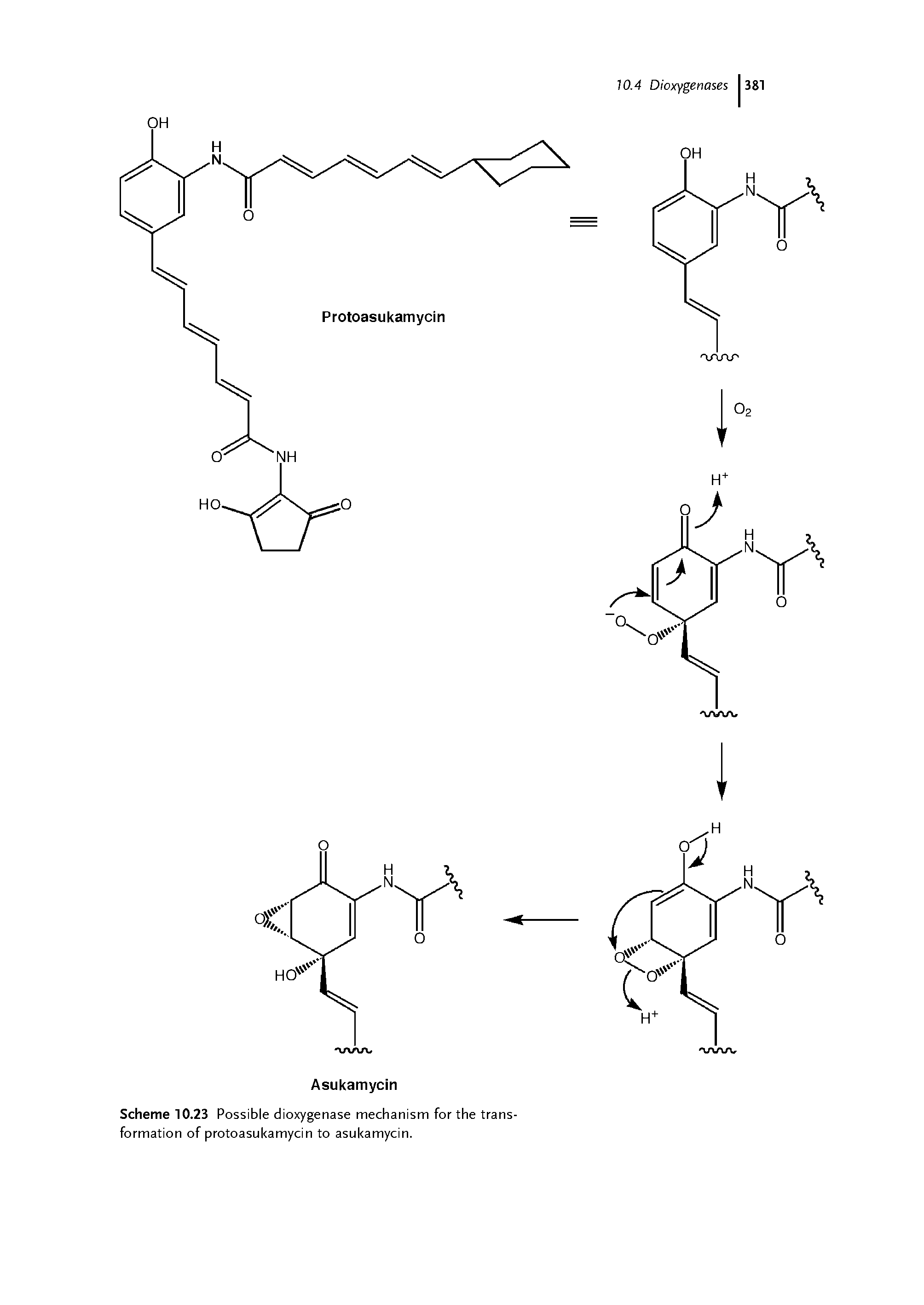 Scheme 10.23 Possible dioxygenase mechanism for the transformation of protoasukamycin to asukamycin.