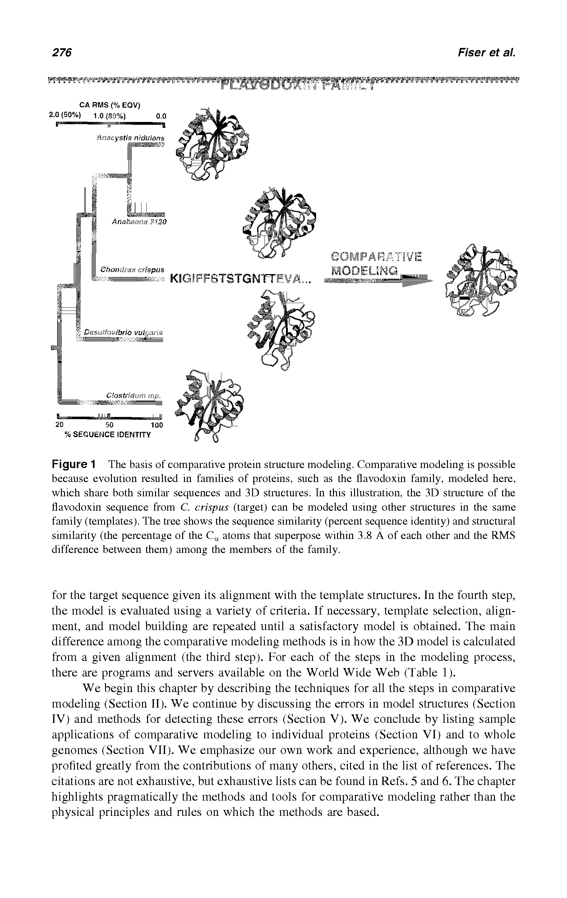 Figure 1 The basis of comparative protein structure modeling. Comparative modeling is possible because evolution resulted in families of proteins, such as the flavodoxin family, modeled here, which share both similar sequences and 3D structures. In this illustration, the 3D structure of the flavodoxin sequence from C. crispus (target) can be modeled using other structures in the same family (templates). The tree shows the sequence similarity (percent sequence identity) and structural similarity (the percentage of the atoms that superpose within 3.8 A of each other and the RMS difference between them) among the members of the family.