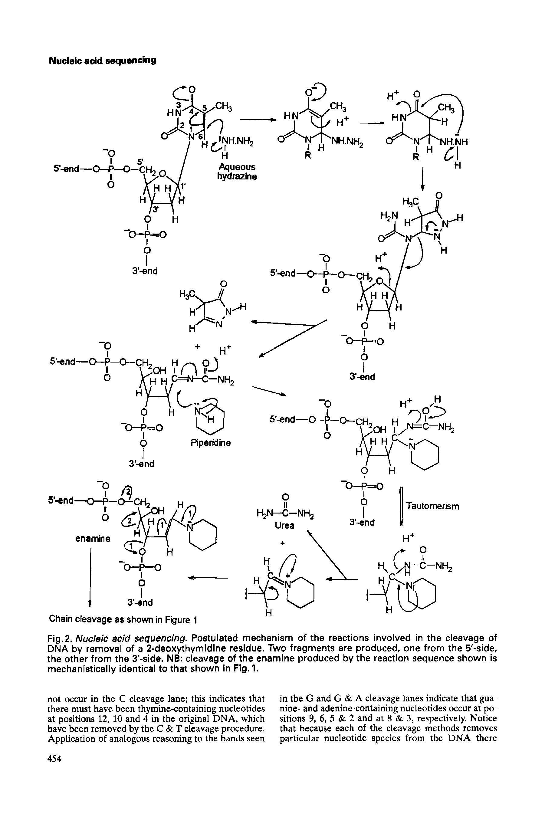 Fig. 2. Nucleic acid sequencing. Postulated mechanism of the reactions involved in the cleavage of DNA by removal of a 2-deoxythymidine residue. Two fragments are produced, one from the 5 -side, the other from the 3 -side. NB cleavage of the enamine produced by the reaction sequence shown is mechanistically identical to that shown in Fig.1.