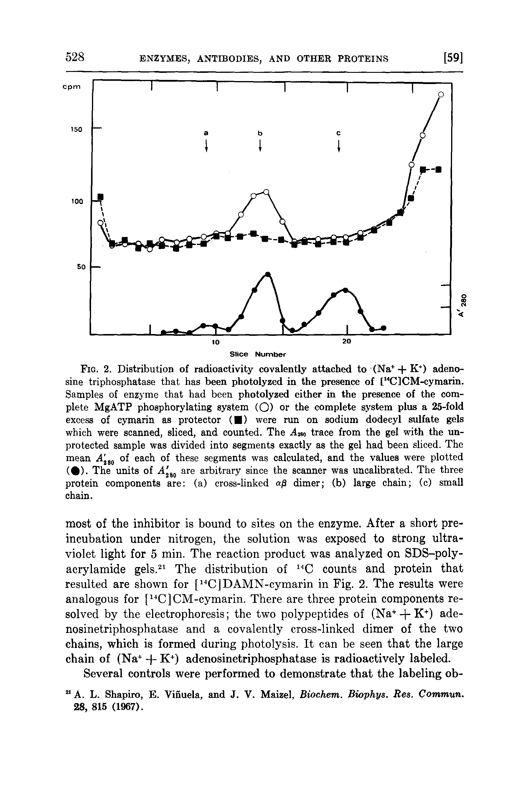 Fig. 2. Distribution of radioactivity covalently attached to (Na + K ) adenosine triphosphatase that has been photolyzed in the presence of [ ClCM-cymarin. Samples of enzyme that had been photolyzed either in the presence of the complete MgATP phosphorylating system (O) or the complete system plus a 25-fold excess of cymarin as protector ( ) were run on sodium dodecyl sulfate gels which were scanned, sliced, and counted. The A2M trace from the gel with the unprotected sample was divided into segments exactly as the gel had been sliced. The mean of each of these segments was calculated, and the values were plotted ( ). The units of are arbitrary since the scanner was uncalibrated. The three protein components are (a) cross-linked /3 dimer (b) large chain (c) small chain.