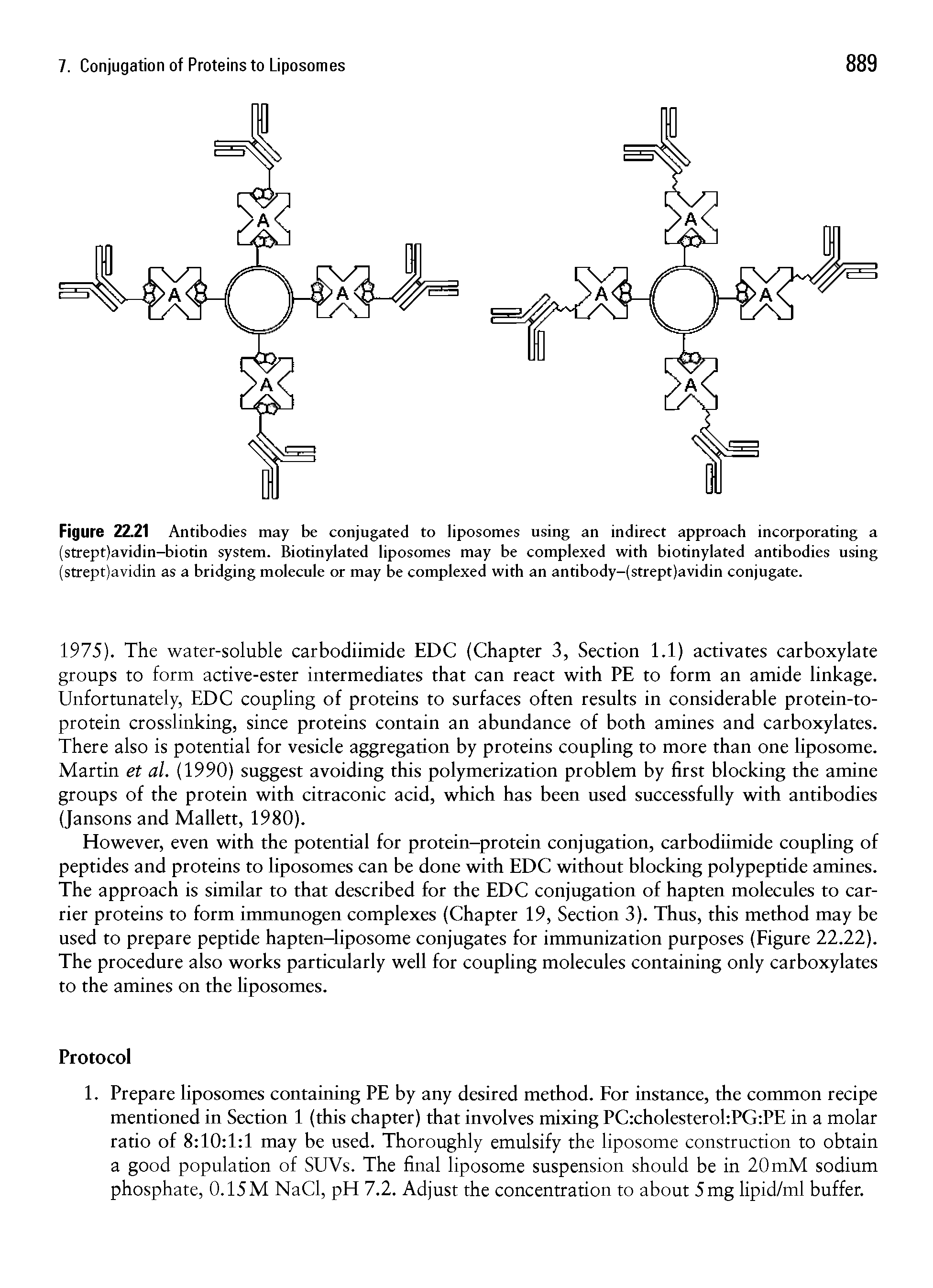 Figure 22.21 Antibodies may be conjugated to liposomes using an indirect approach incorporating a (strept)avidin-biotin system. Biotinylated liposomes may be complexed with biotinylated antibodies using (strept)avidin as a bridging molecule or may be complexed with an antibody-(strept)avidin conjugate.