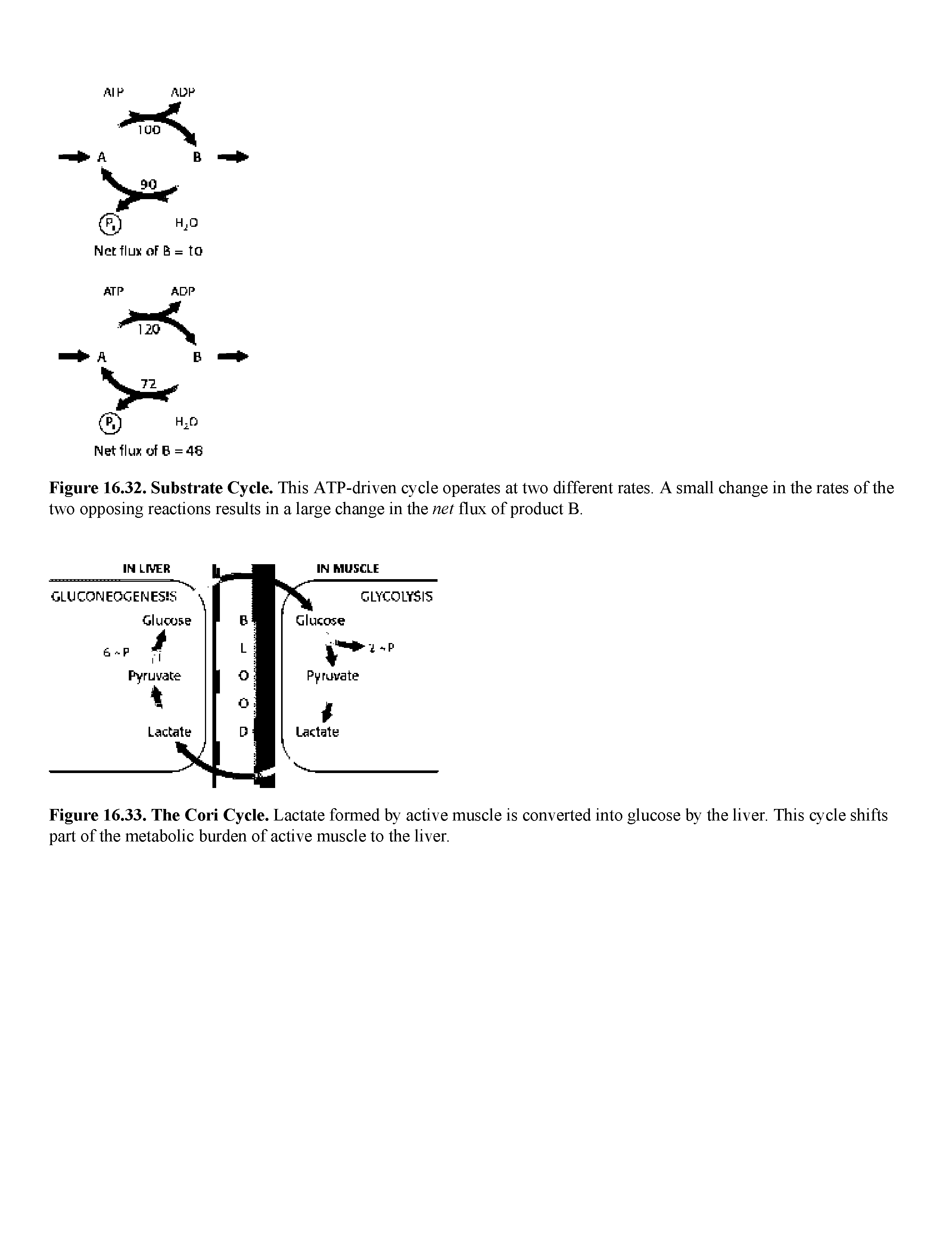 Figure 16.32. Substrate Cycle. This ATP-driven cycle operates at two different rates. A small change in the rates of the two opposing reactions results in a large change in the net flux of product B.