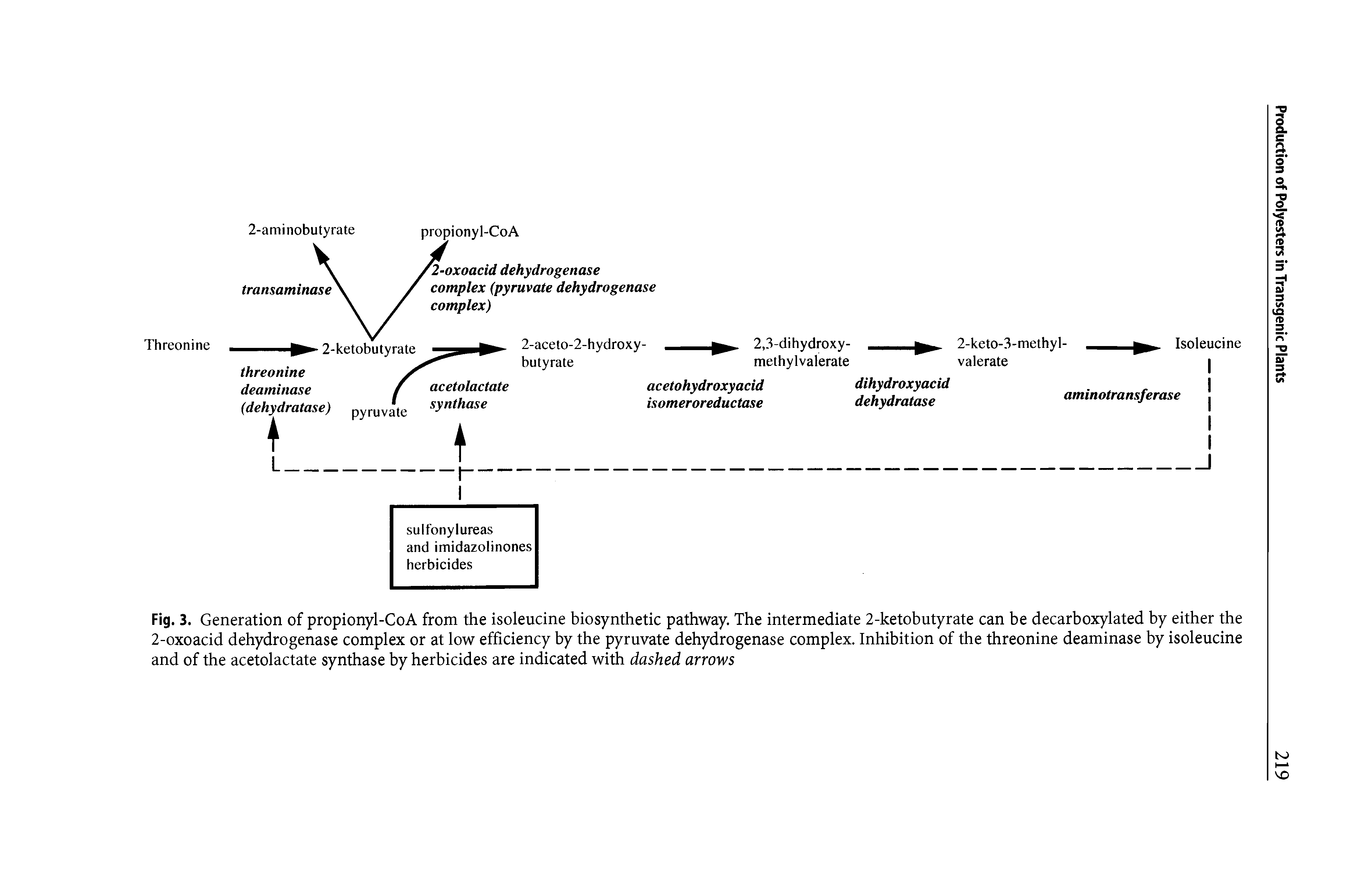 Fig. 3. Generation of propionyl-CoA from the isoleucine biosynthetic pathway. The intermediate 2-ketobutyrate can be decarboxylated by either the 2-oxoacid dehydrogenase complex or at low efficiency by the pyruvate dehydrogenase complex. Inhibition of the threonine deaminase by isoleucine and of the acetolactate synthase by herbicides are indicated with dashed arrows...