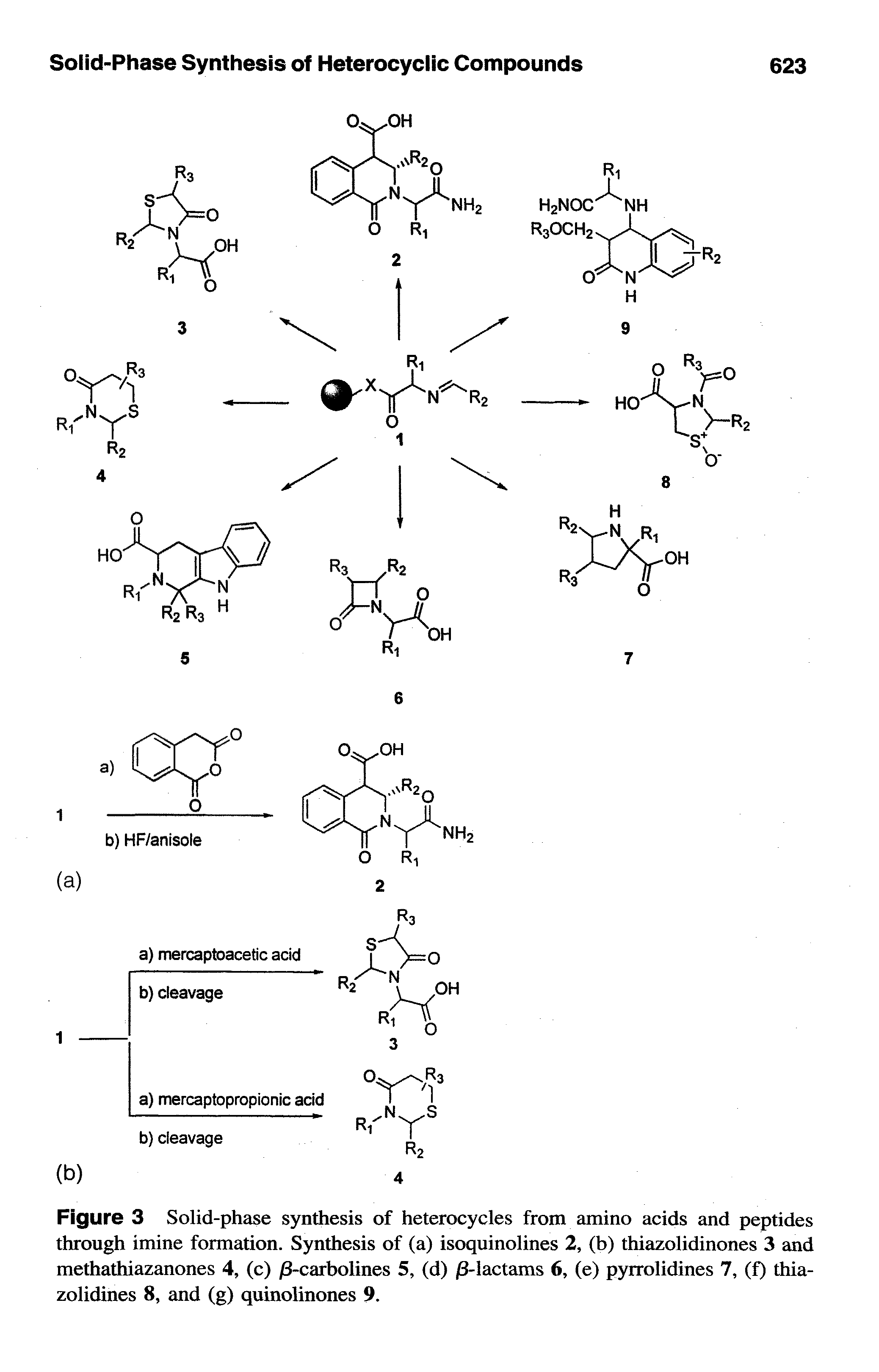 Figure 3 Solid-ph e synthesis of heterocycles from amino acids and peptides through imine formation. Synthesis of (a) isoquinolines 2, (b) thiazolidinones 3 and methathiazanones 4, (c) j8-carbolines 5, (d) -lactams 6, (e) pyrrolidines 7, (f) thia-zolidines 8, and (g) quinolinones 9.