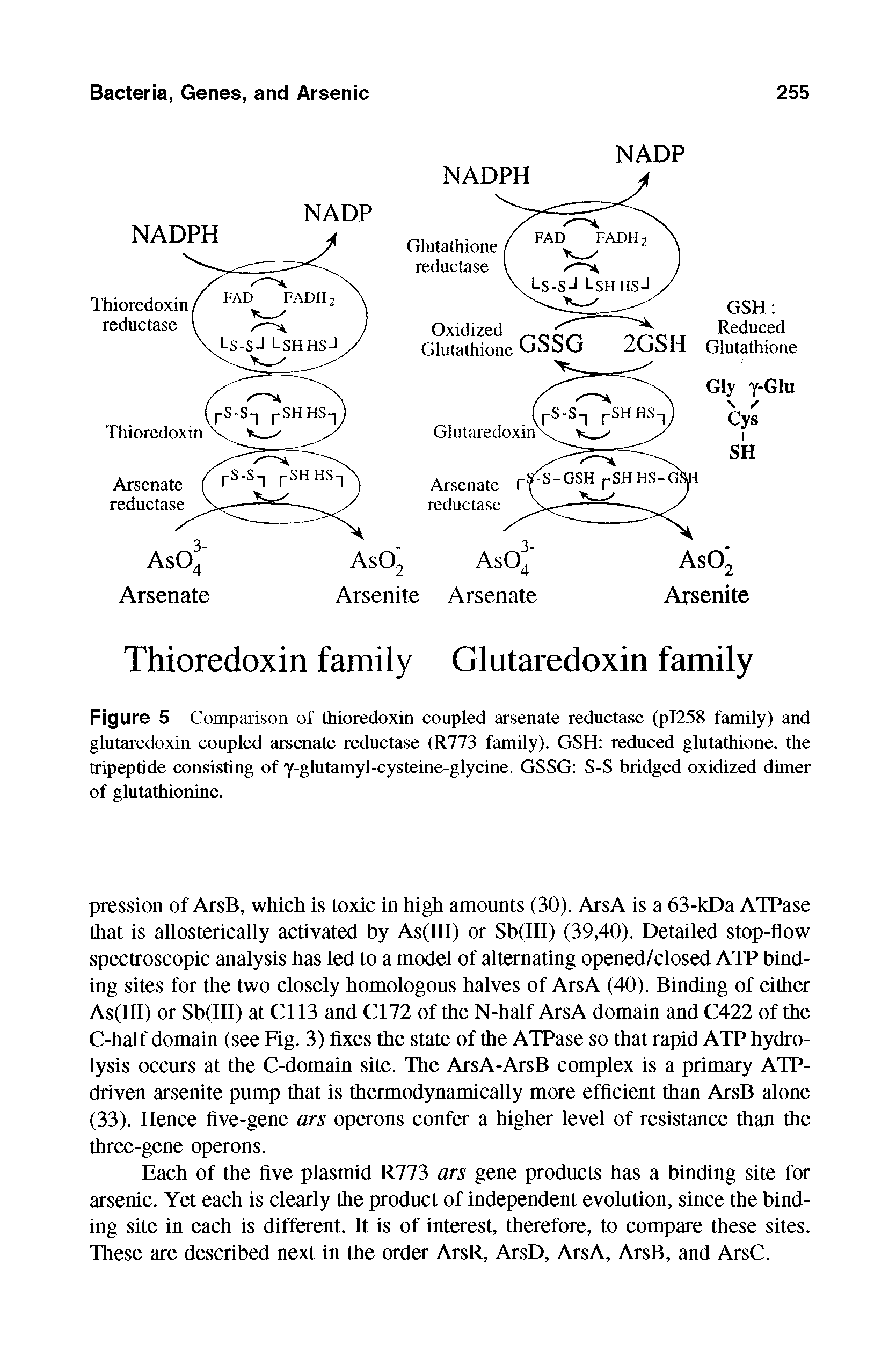 Figure 5 Comparison of thioredoxin coupled arsenate reductase (pI258 family) and glutaredoxin coupled arsenate reductase (R773 family). GSH reduced glutathione, the tripeptide consisting of y-glutamyl-cysteine-glycine. GSSG S-S bridged oxidized dimer of glutathionine.