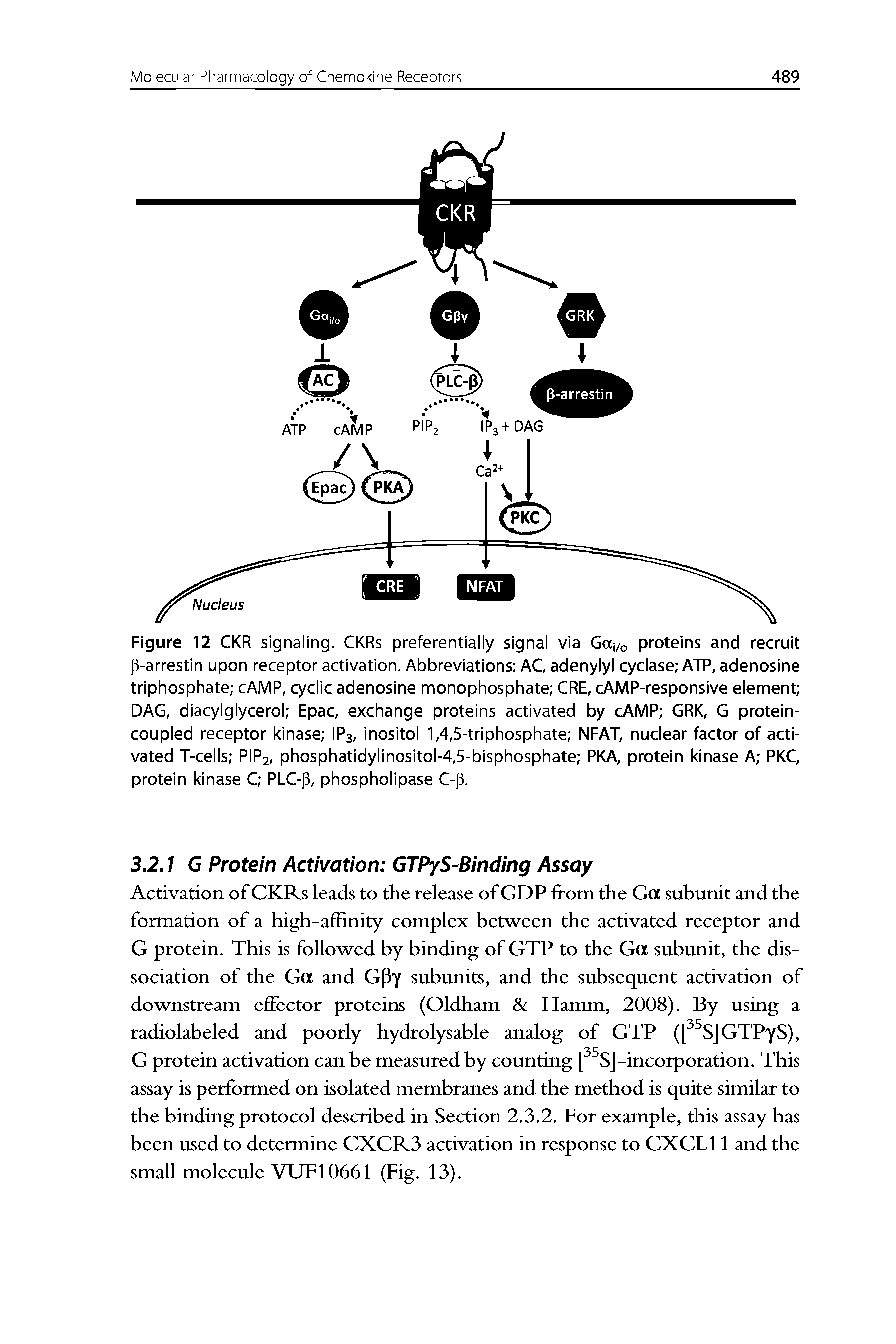 Figure 12 CKR signaling. CKRs preferentially signal via Gai/o proteins and recruit p-arrestin upon receptor activation. Abbreviations AC, adenylyl cyclase ATP, adenosine triphosphate cAMP, cyclic adenosine monophosphate CRE, cAMP-responsive element DAG, diacylglycerol Epac, exchange proteins activated by cAMP GRK, G protein-coupled receptor kinase IP3, inositol 1,4,5-triphosphate NFAT, nuclear factor of activated T-cells PIP2, phosphatidylinositol-4,5-bisphosphate PKA, protein kinase A PKC, protein kinase C PLC-p, phospholipase C-p.