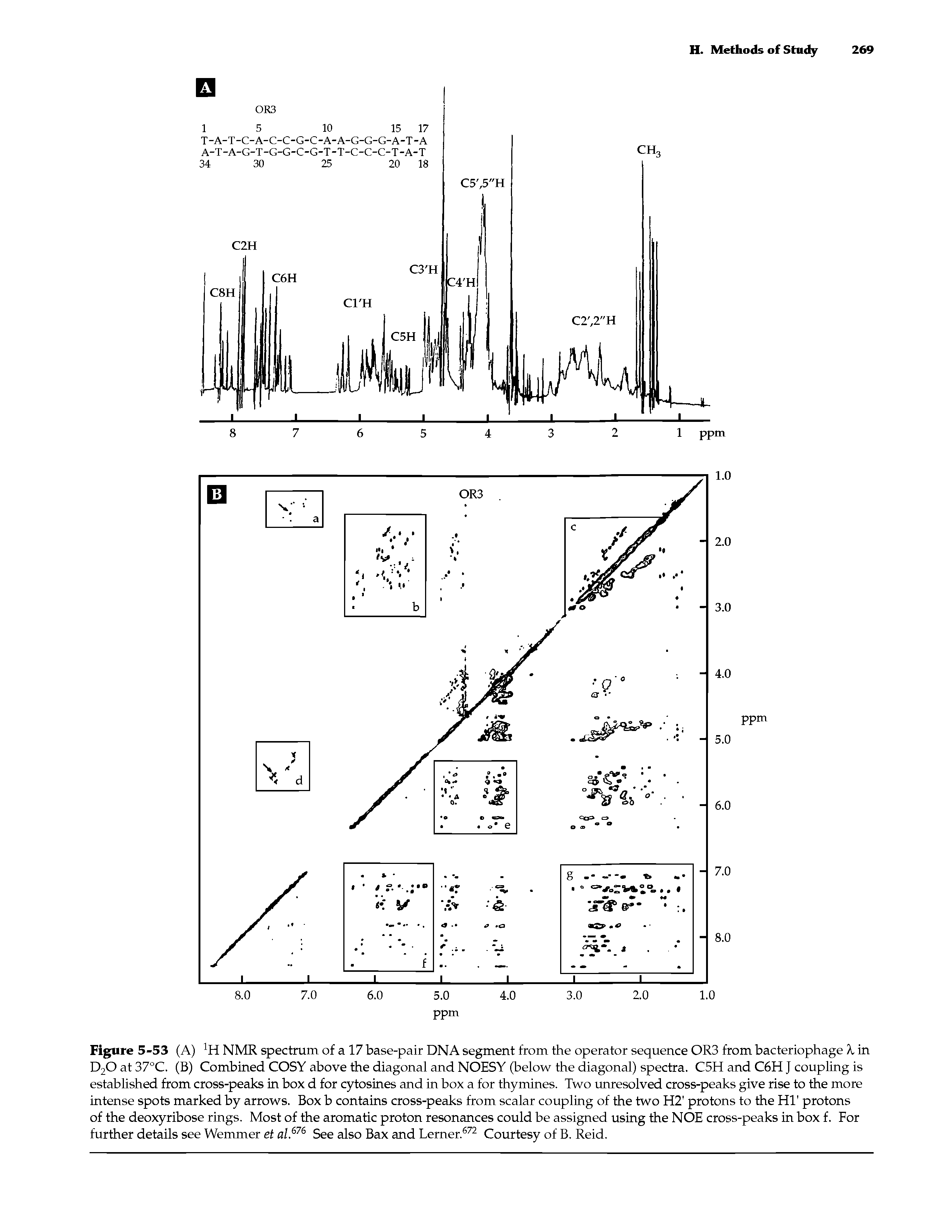 Figure 5-53 (A) JH NMR spectrum of a 17 base-pair DNA segment from the operator sequence OR3 from bacteriophage X in D20 at 37°C. (B) Combined COSY above the diagonal and NOESY (below the diagonal) spectra. C5H and C6H J coupling is established from cross-peaks in box d for cytosines and in box a for thymines. Two unresolved cross-peaks give rise to the more intense spots marked by arrows. Box b contains cross-peaks from scalar coupling of the two H2 protons to the HT protons of the deoxyribose rings. Most of the aromatic proton resonances could be assigned using the NOE cross-peaks in box f. For further details see Wemmer et al.676 See also Bax and Lerner.672 Courtesy of B. Reid.