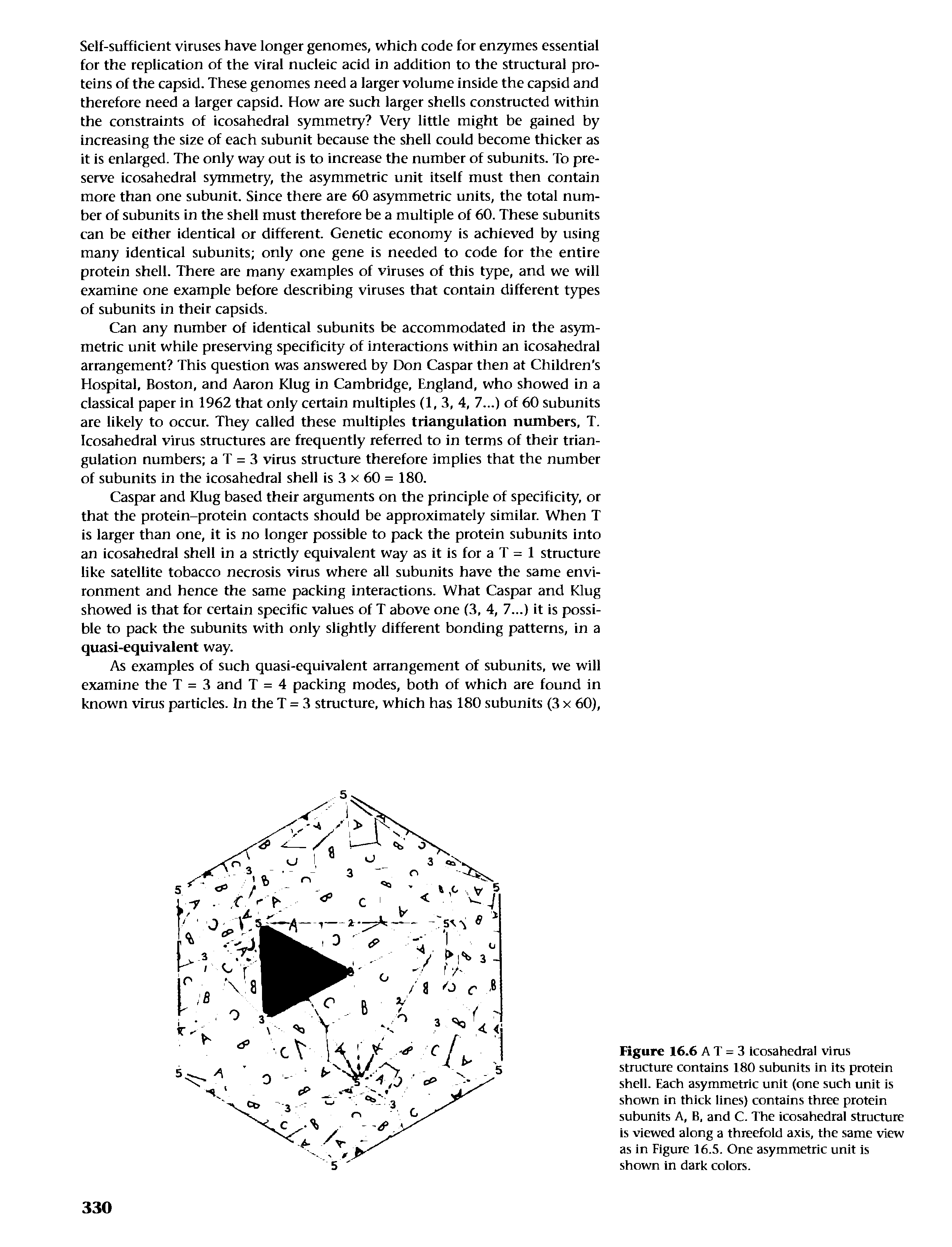 Figure 16.6 A T = 3 icosahedral virus structure contains 180 subunits in its protein shell. Each asymmetric unit (one such unit is shown in thick lines) contains three protein subunits A, B, and C. The icosahedral structure is viewed along a threefold axis, the same view as in Figure 16.5. One asymmetric unit is shown in dark colors.