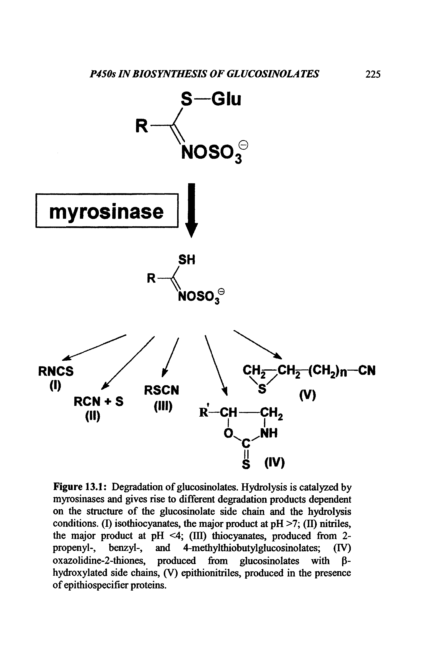 Figure 13.1 Degradation of glucosinolates. Hydrolysis is catalyzed by myrosinases and gives rise to different degradation products dependent on the structure of the glucosinolate side chain and the hydrolysis conditions. (I) isothiocyanates, the major product at pH >7 (II) nitriles, the major product at pH <4 (ID) thiocyanates, produced from 2-propenyl-, benzyl-, and 4-methylthiobutylglucosinolates (IV) oxazolidine-2-thiones, produced from glucosinolates with P-hydroxylated side chains, (V) epithionitriles, produced in the presence of epithiospecifier proteins.