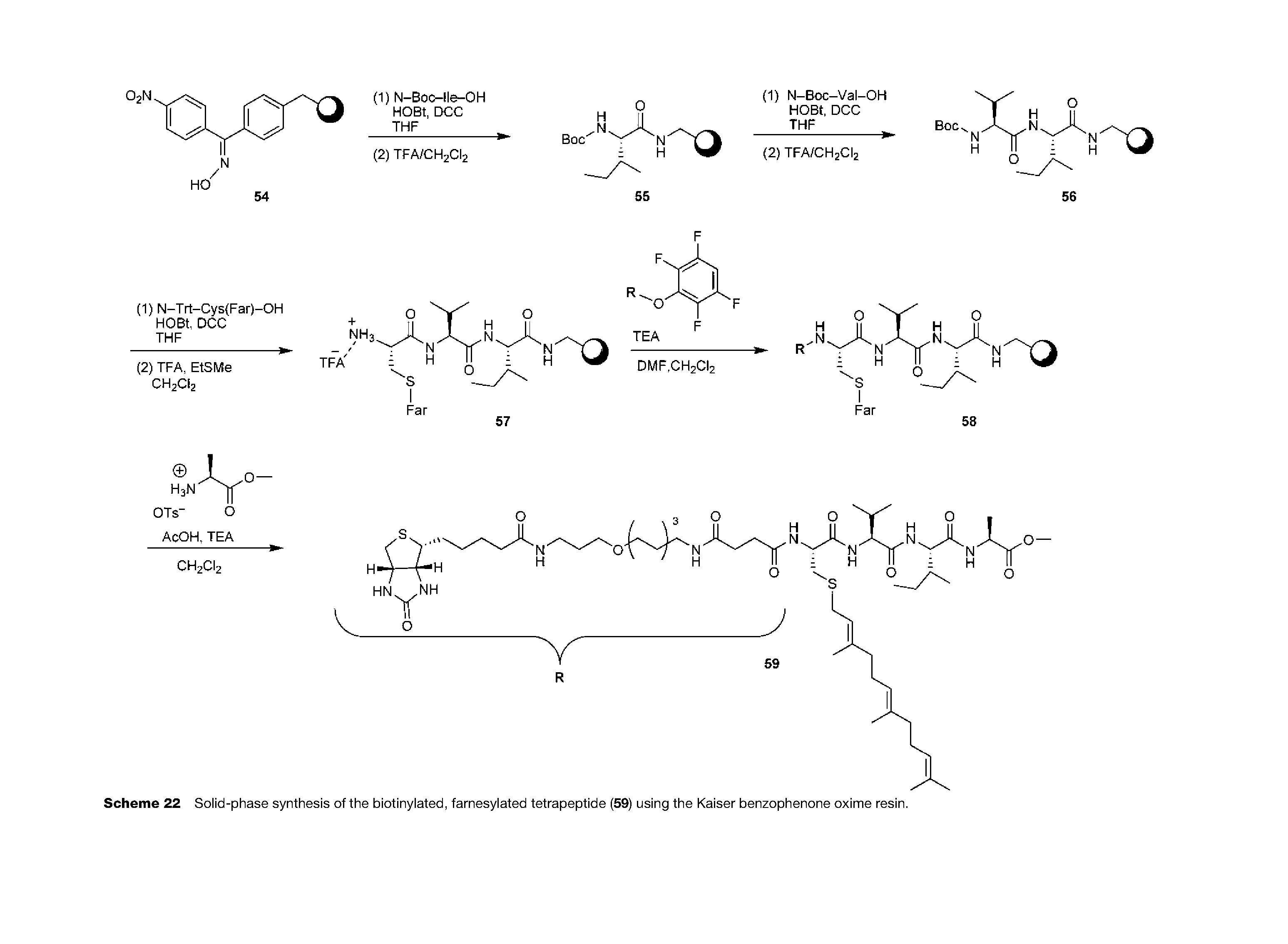 Scheme 22 Solid-phase synthesis of the biotinylated, farnesylated tetrapeptide (59) using the Kaiser benzophenone oxime resin.