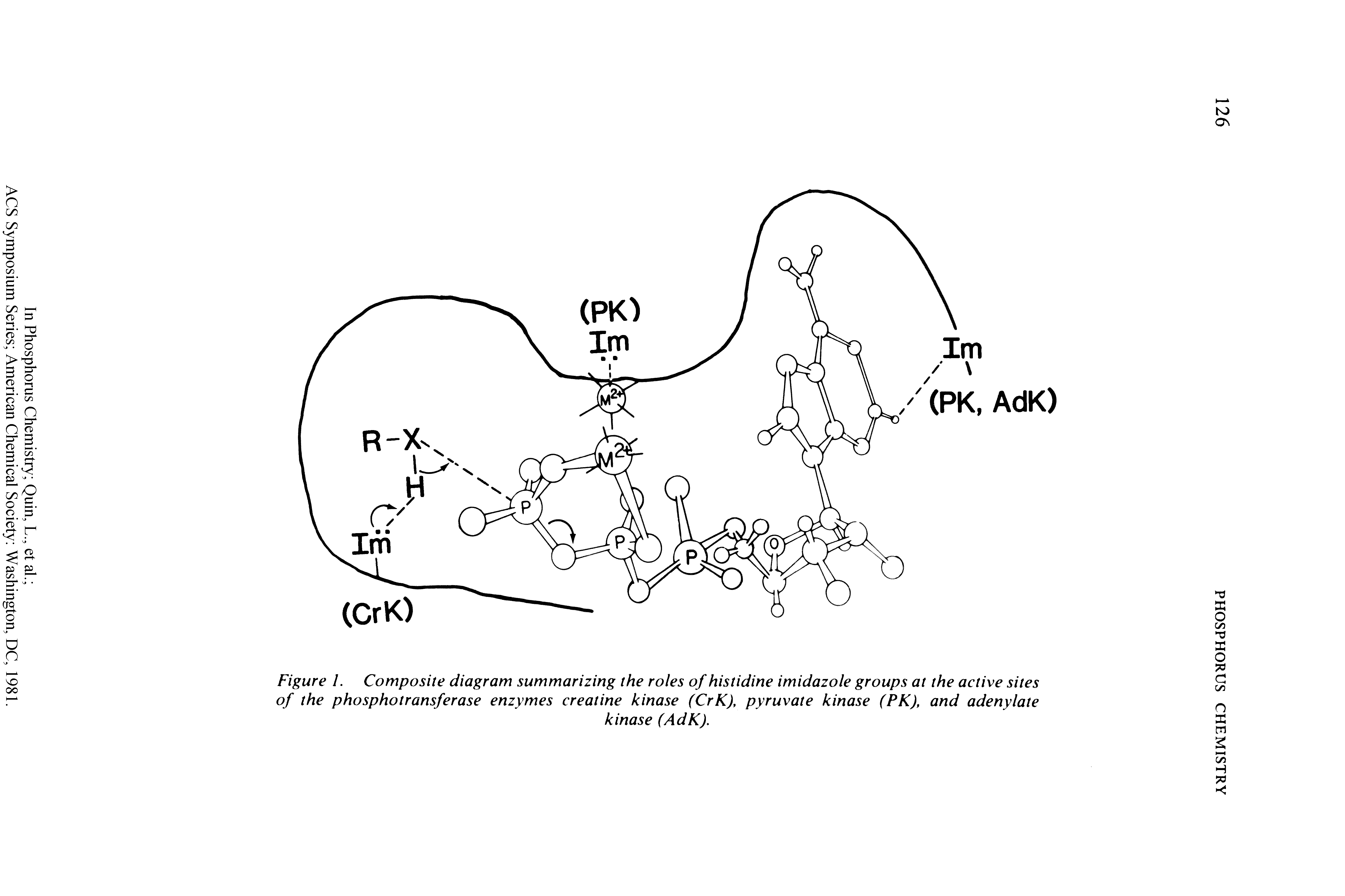 Figure I. Composite diagram summarizing the roles of histidine imidazole groups at the active sites of the phosphotransferase enzymes creatine kinase (CrK), pyruvate kinase (PK), and adenylate...