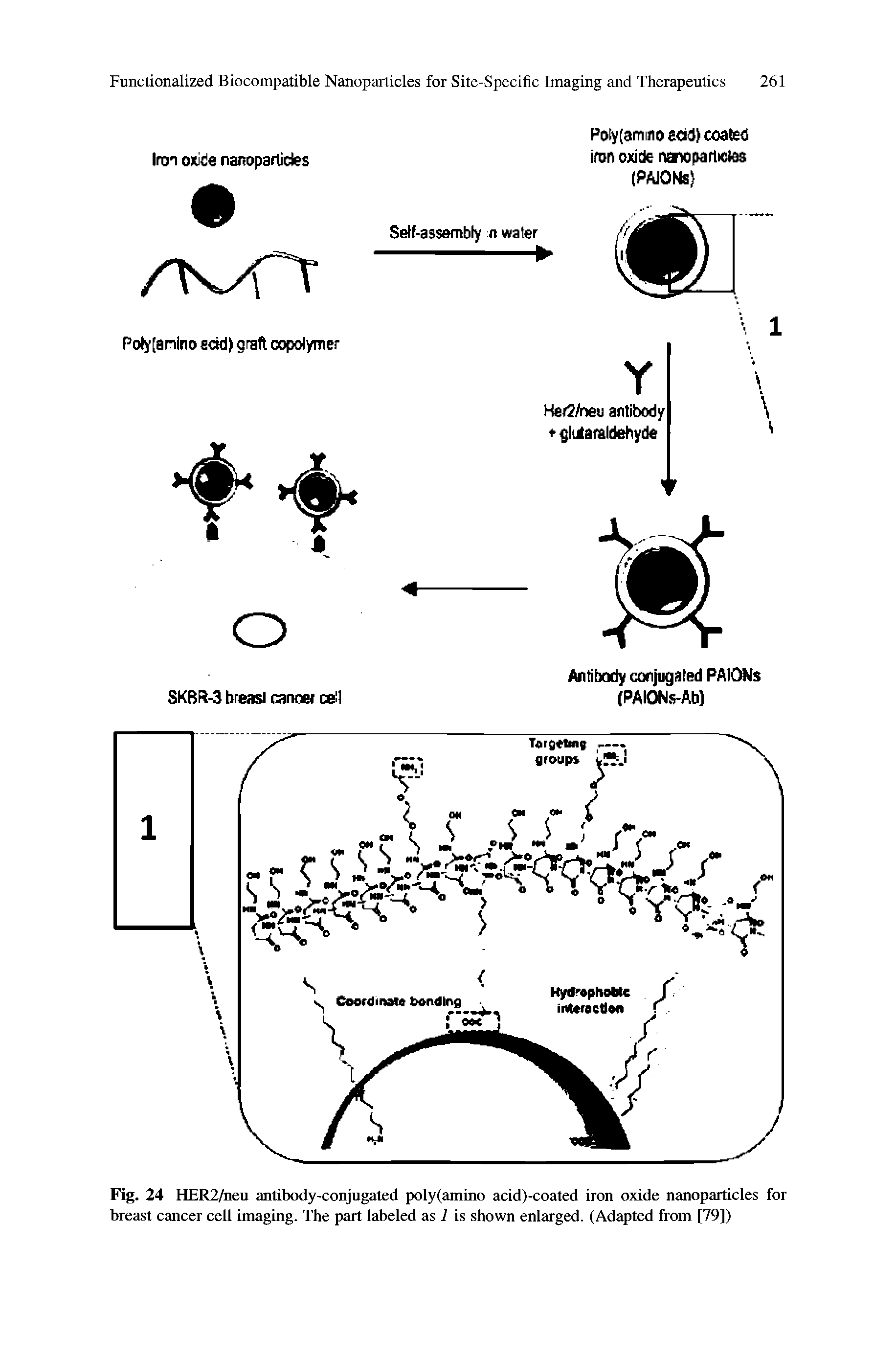 Fig. 24 HER2/neu antibody-conjugated poly(amino acid)-coated iron oxide nanoparticles for breast cancer cell imaging. The part labeled as 1 is shown enlarged. (Adapted from [79])...