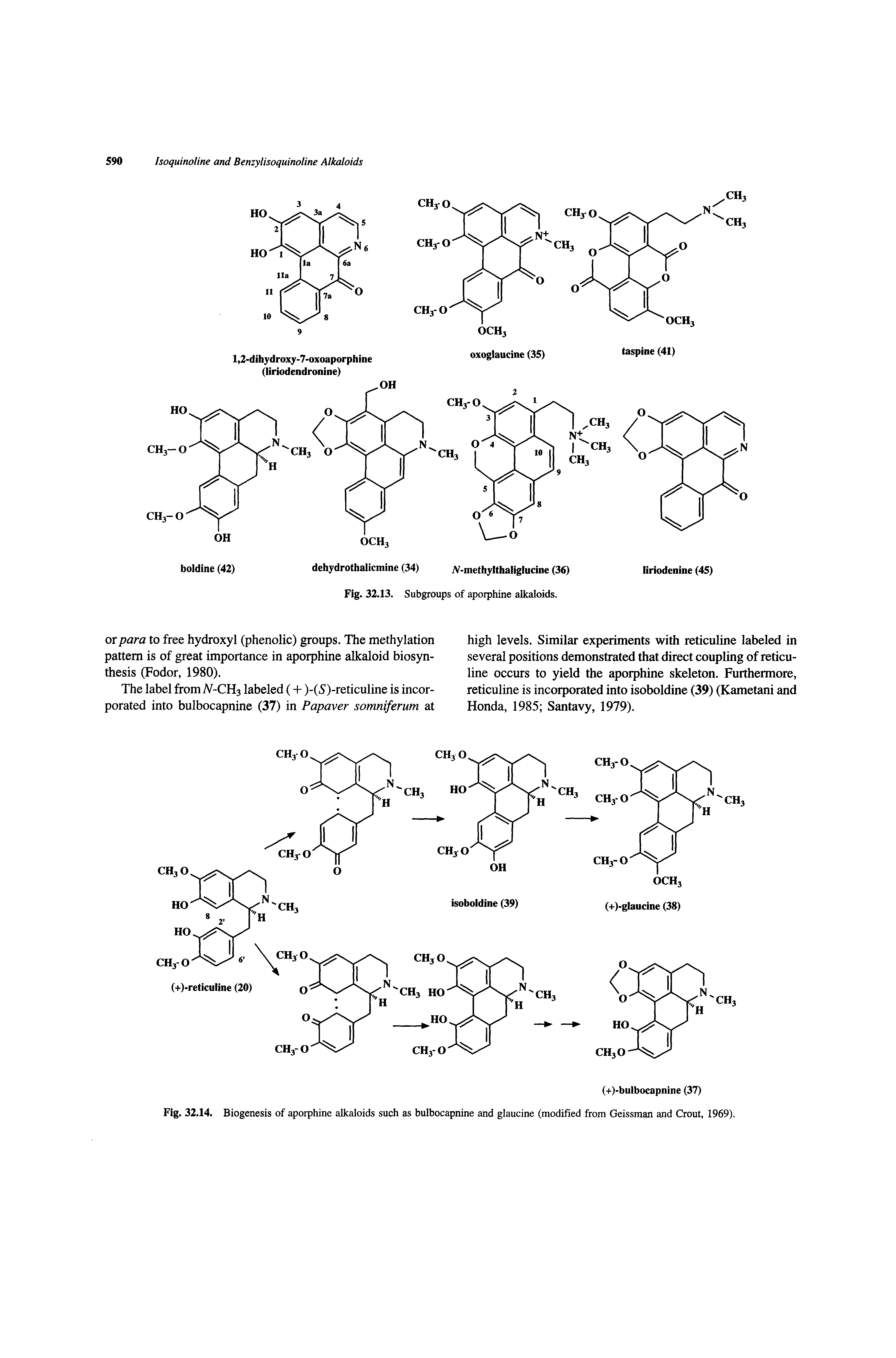 Fig. 32.14. Biogenesis of aporphine alkaloids such as bulbocapnine and glaucine (modified from Geissman and Grout, 1969).