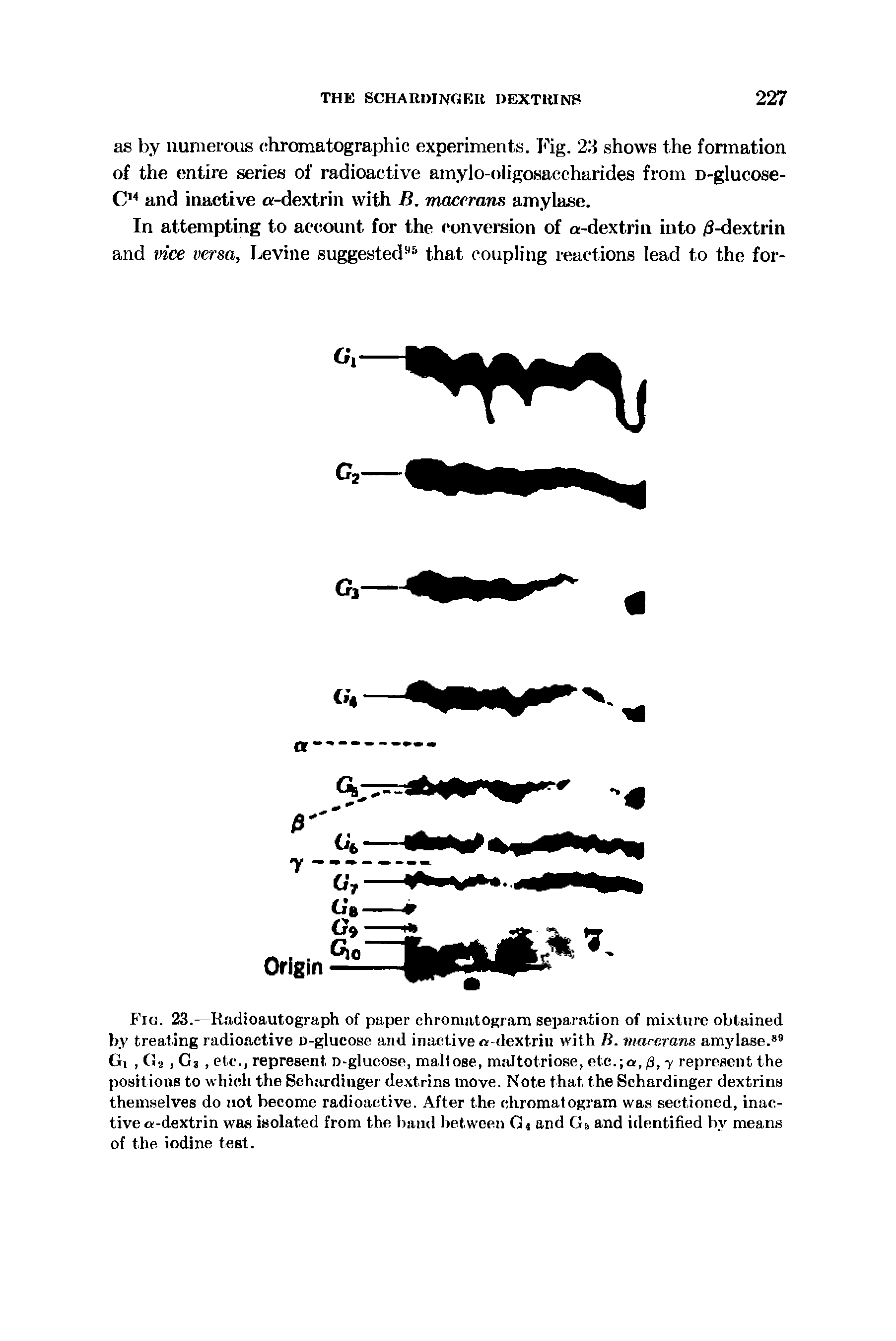 Fig. 23.—Radioautograph of paper chromatogram separation of mixture obtained by treating radioactive n-gliicose and inactive dextriii with R. marcrans amylase. Gi, Ga, Os, etc., represent n-glucose, maltose, maltotriose, etc. a, 0, y represent the positions to wliicdi the Sehardinger dextrins move. Note that the Schardinger dextrins them.selves do not become radioactive. After the chromatogram was sectioned, inactive a-dextrin was isolated from the band between G4 and Gs and identified by means of the iodine test.
