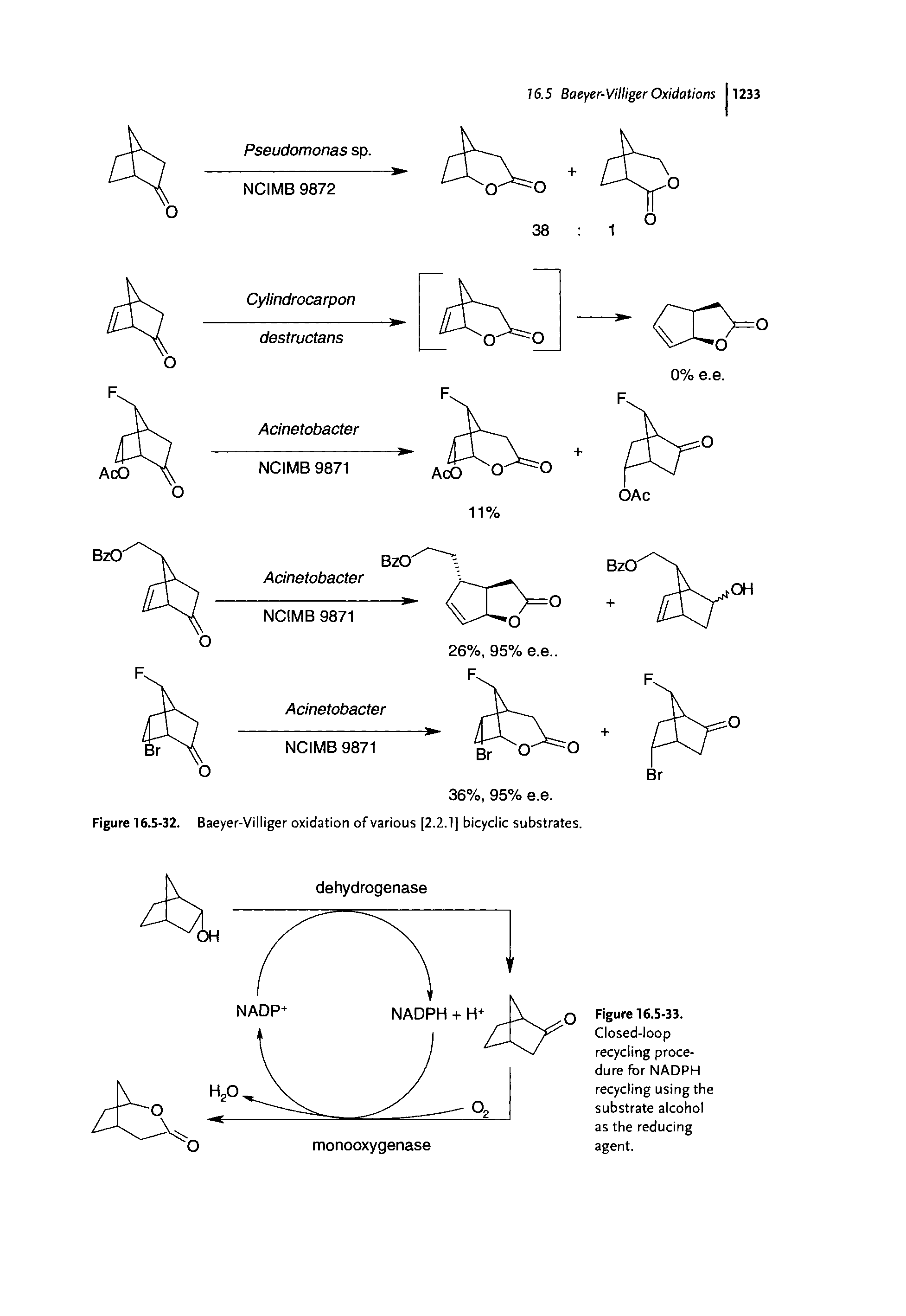 Figure 16.5-32. Baeyer-Villiger oxidation of various [2.2.1] bicyclic substrates.