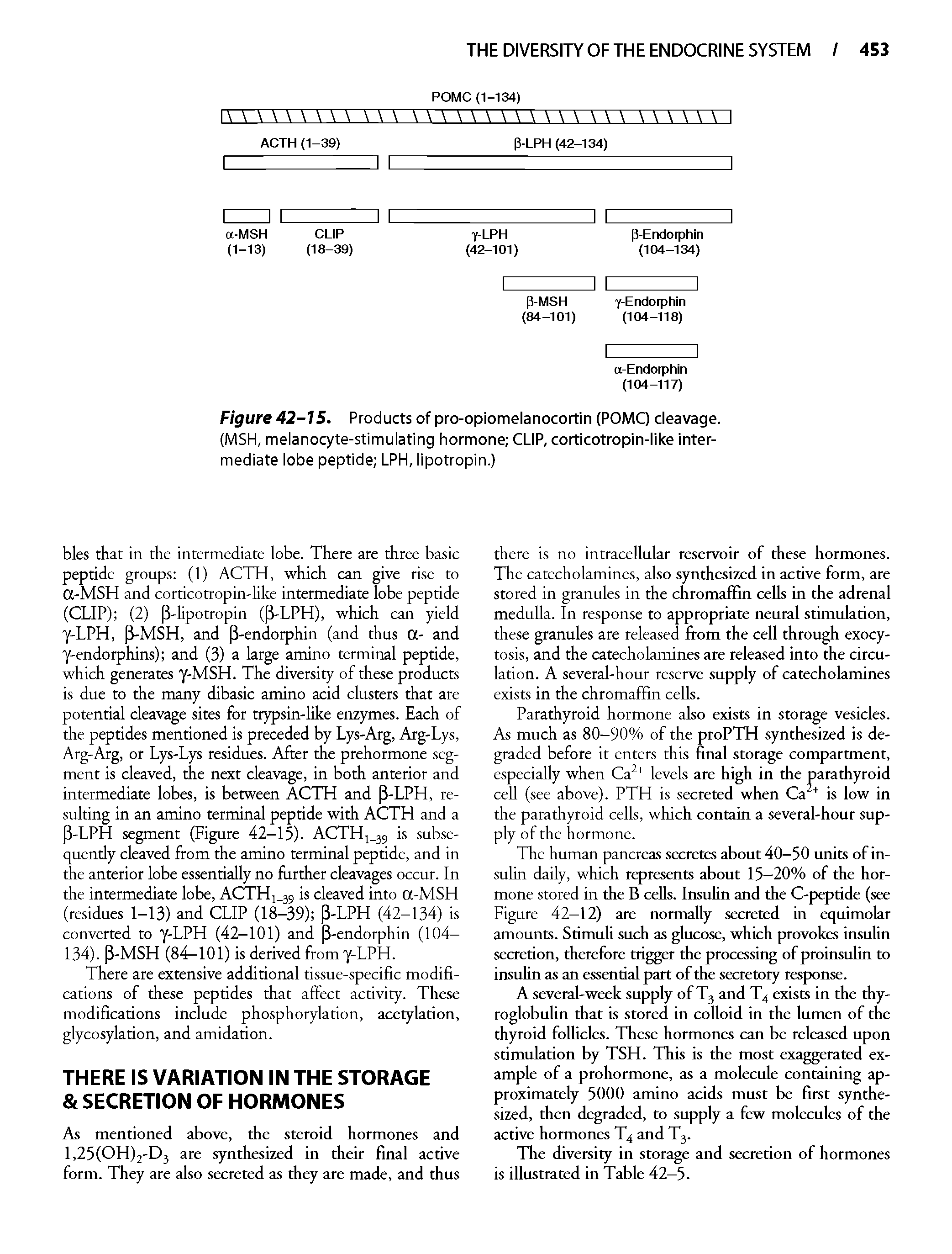 Figure 42-15. Products of pro-opiomelanocortin (POMQ cleavage. (MSH, melanocyte-stimulating hormone CLIP, corticotropin-like intermediate lobe peptide LPH, lipotropin.)...