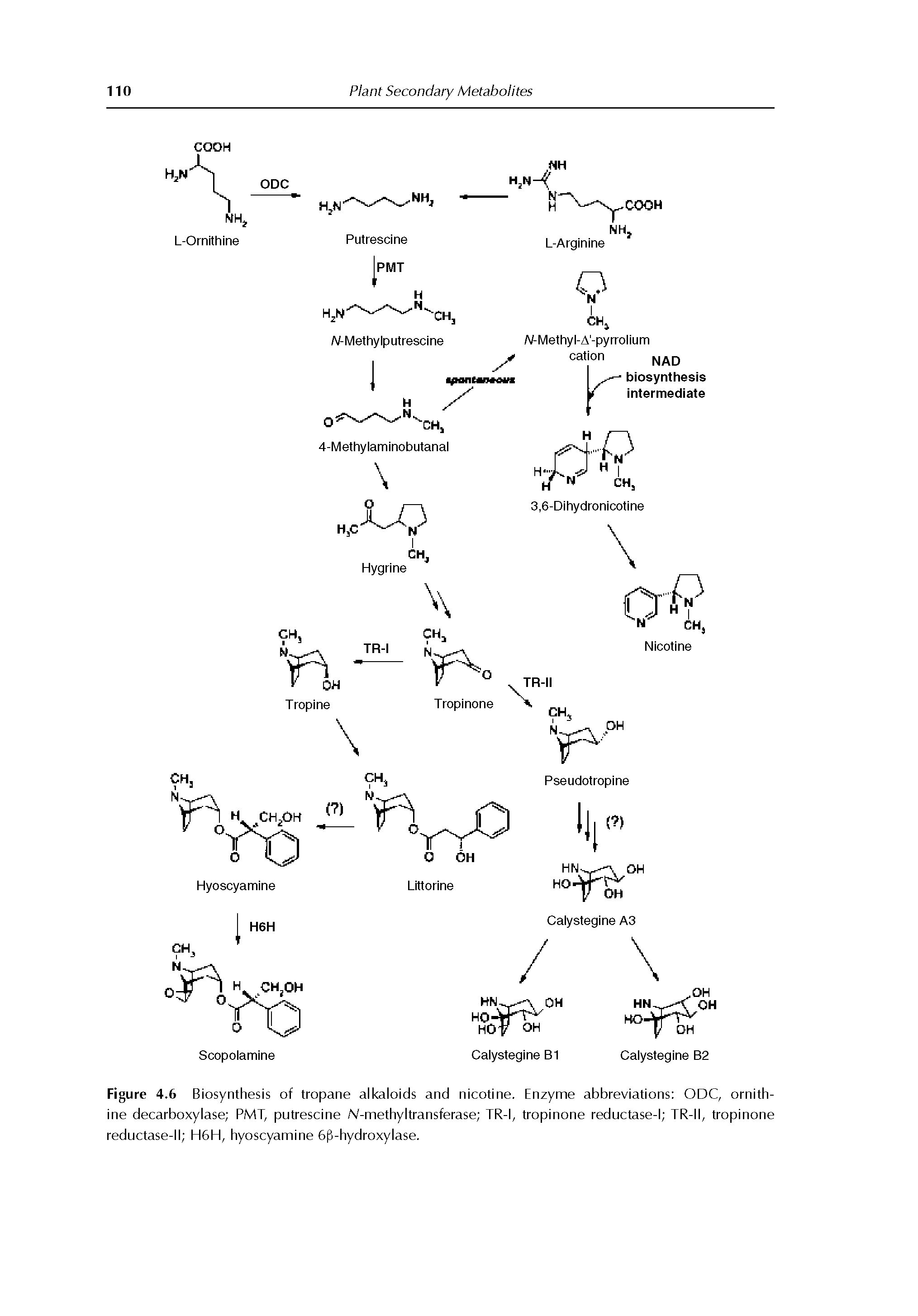Figure 4.6 Biosynthesis of tropane alkaloids and nicotine. Enzyme abbreviations ODC, ornithine decarboxylase PMT, putrescine N-methyltransferase TR-i, tropinone reductase-i TR-ii, tropinone reductase-ii EHGiH, hyoscyamine 6f -hydroxylase.