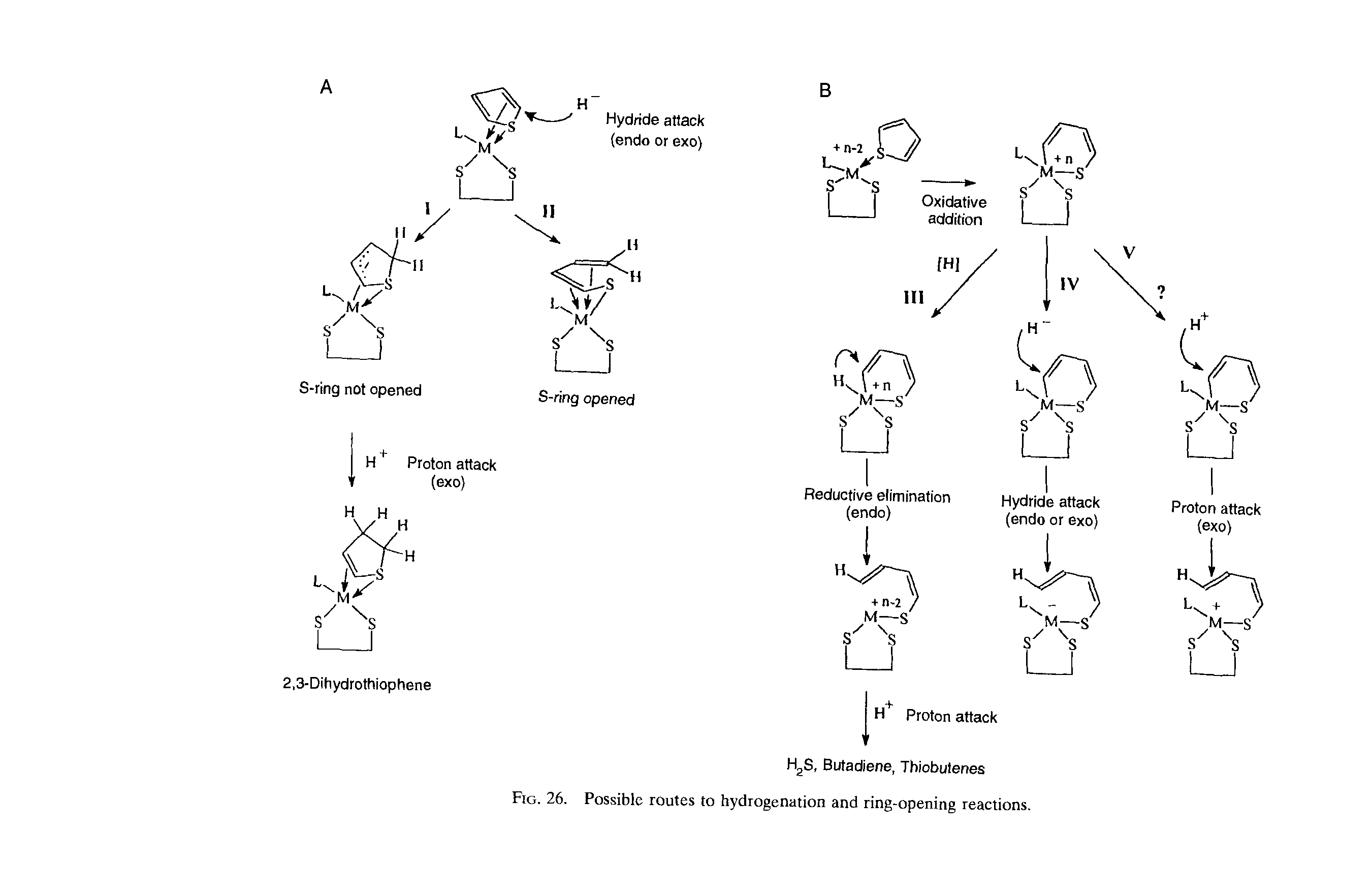 Fig. 26. Possible routes to hydrogenation and ring-opening reactions.