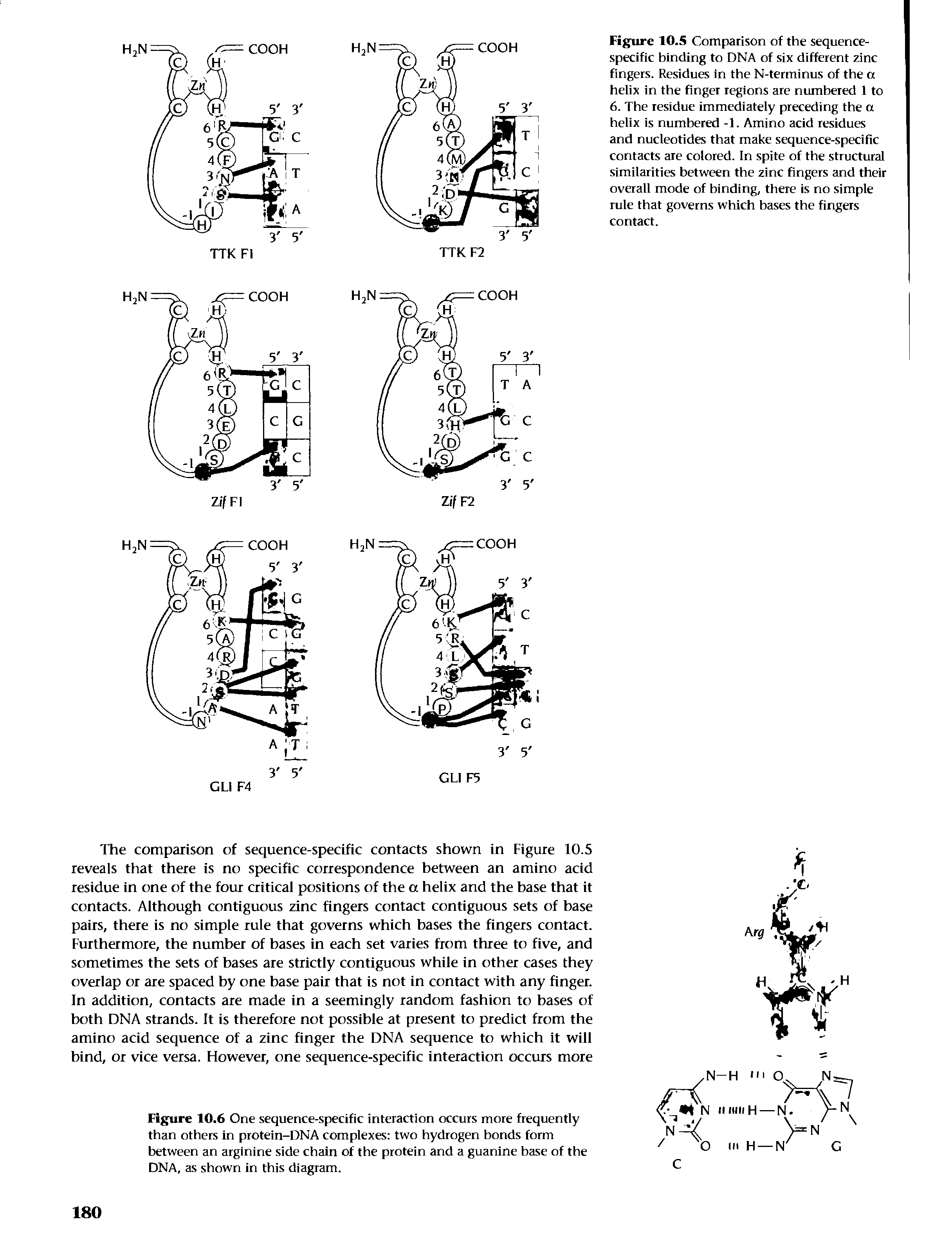 Figure 10.5 Comparison of the sequence-specific binding to DNA of six different zinc fingers. Residues in the N-terminus of the a helix in the finger regions are numbered 1 to 6. The residue immediately preceding the a helix is numbered -1. Amino acid residues and nucleotides that make sequence-specific contacts are colored. In spite of the structural similarities between the zinc fingers and their overall mode of binding, there is no simple rule that governs which bases the fingers contact.