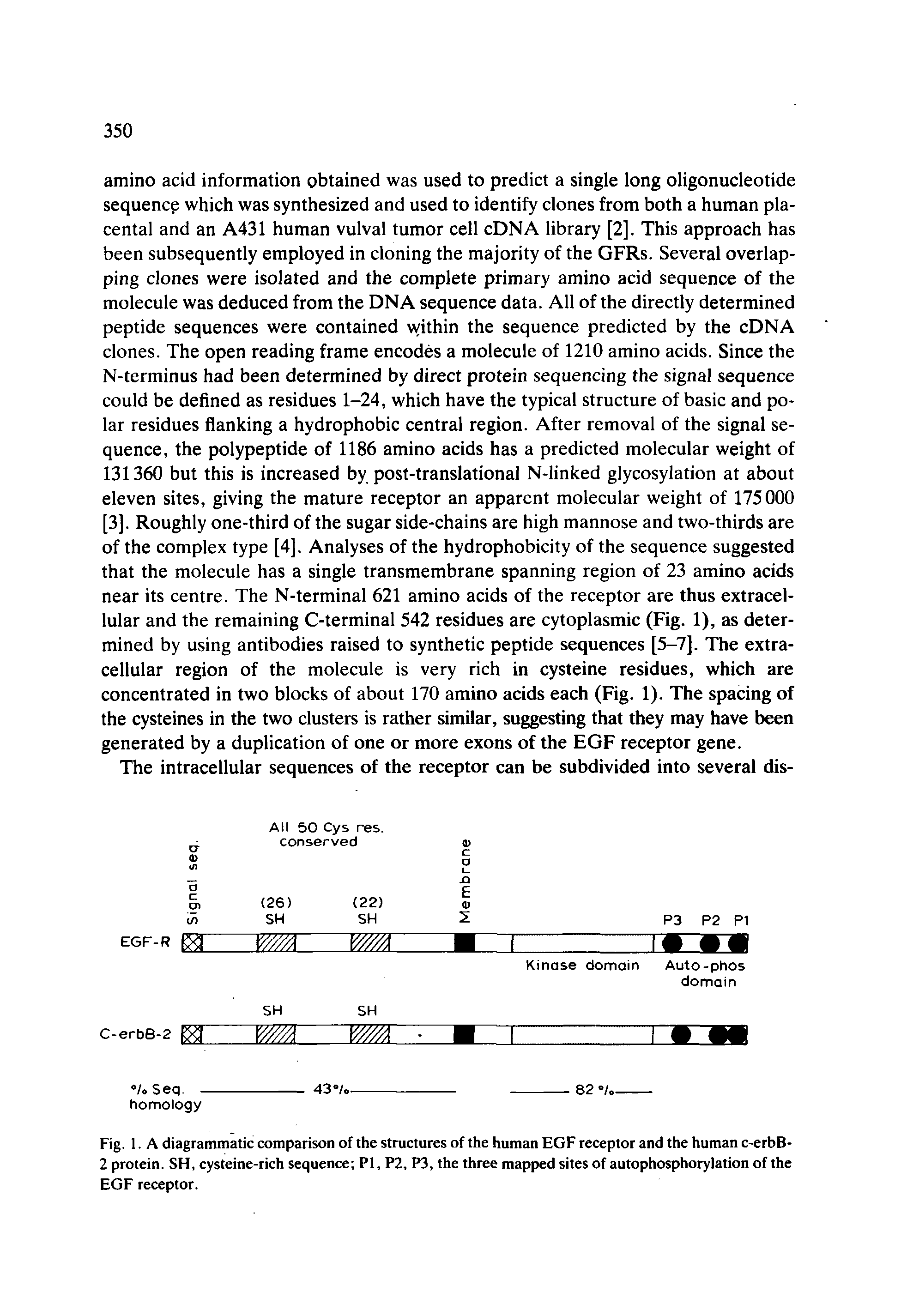 Fig. 1. A diagrammatic comparison of the structures of the human EGF receptor and the human c-erbB-2 protein. SH, cysteine-rich sequence PI, P2, P3, the three mapped sites of autophosphorylation of the EGF receptor.