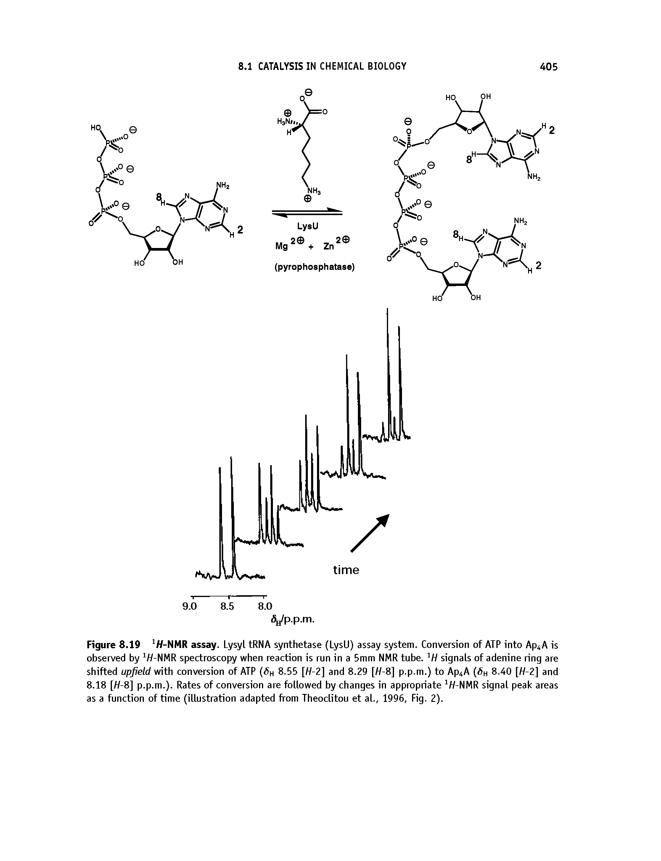 Figure 8.19 H-NMR assay. Lysyl tRNA synthetase (LysU) assay system. Conversion of ATP into Ap A is observed by W-NMR spectroscopy when reaction is run in a 5mm NMR tube. signals of adenine ring are shifted upfield with conversion of ATP (6h 8.55 [H-2] and 8.29 [W-8] p.p.m.) to Ap4A ( h 8.40 [H-2] and 8.18 [W-8] p.p.m.). Rates of conversion are followed by changes in appropriate W-NMR signal peak areas as a function of time (illustration adapted from Theoclitou et al., 1996, Fig. 2).