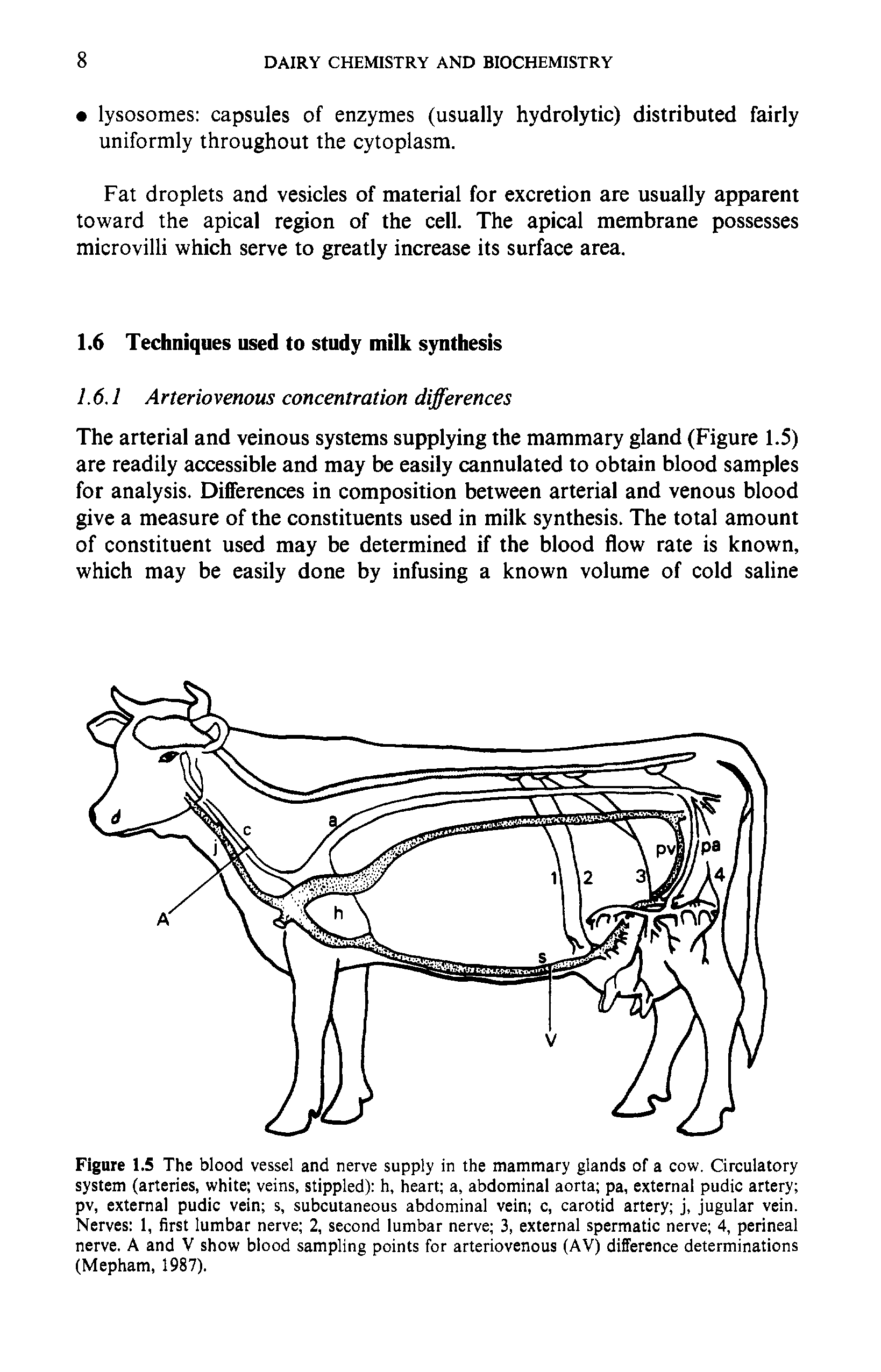Figure 1.5 The blood vessel and nerve supply in the mammary glands of a cow. Circulatory system (arteries, white veins, stippled) h, heart a, abdominal aorta pa, external pudic artery pv, external pudic vein s, subcutaneous abdominal vein c, carotid artery j, jugular vein. Nerves 1, first lumbar nerve 2, second lumbar nerve 3, external spermatic nerve 4, perineal nerve. A and V show blood sampling points for arteriovenous (AV) difference determinations (Mepham, 1987).